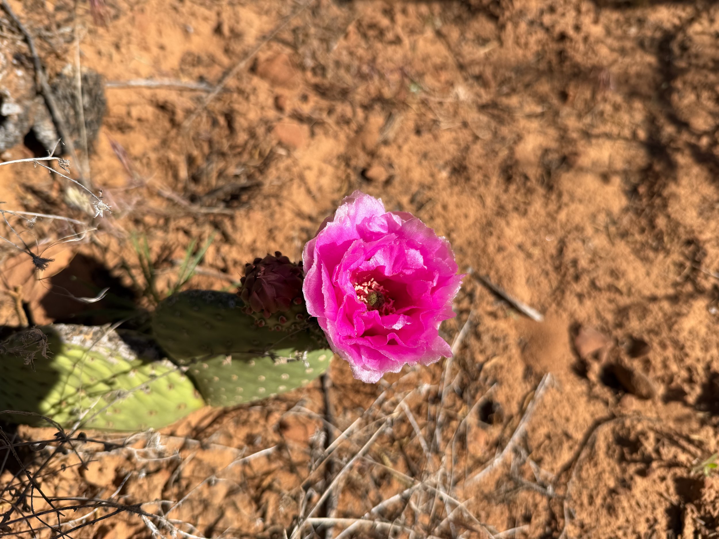 Beavertail Prickly Pear Opuntia basilaris