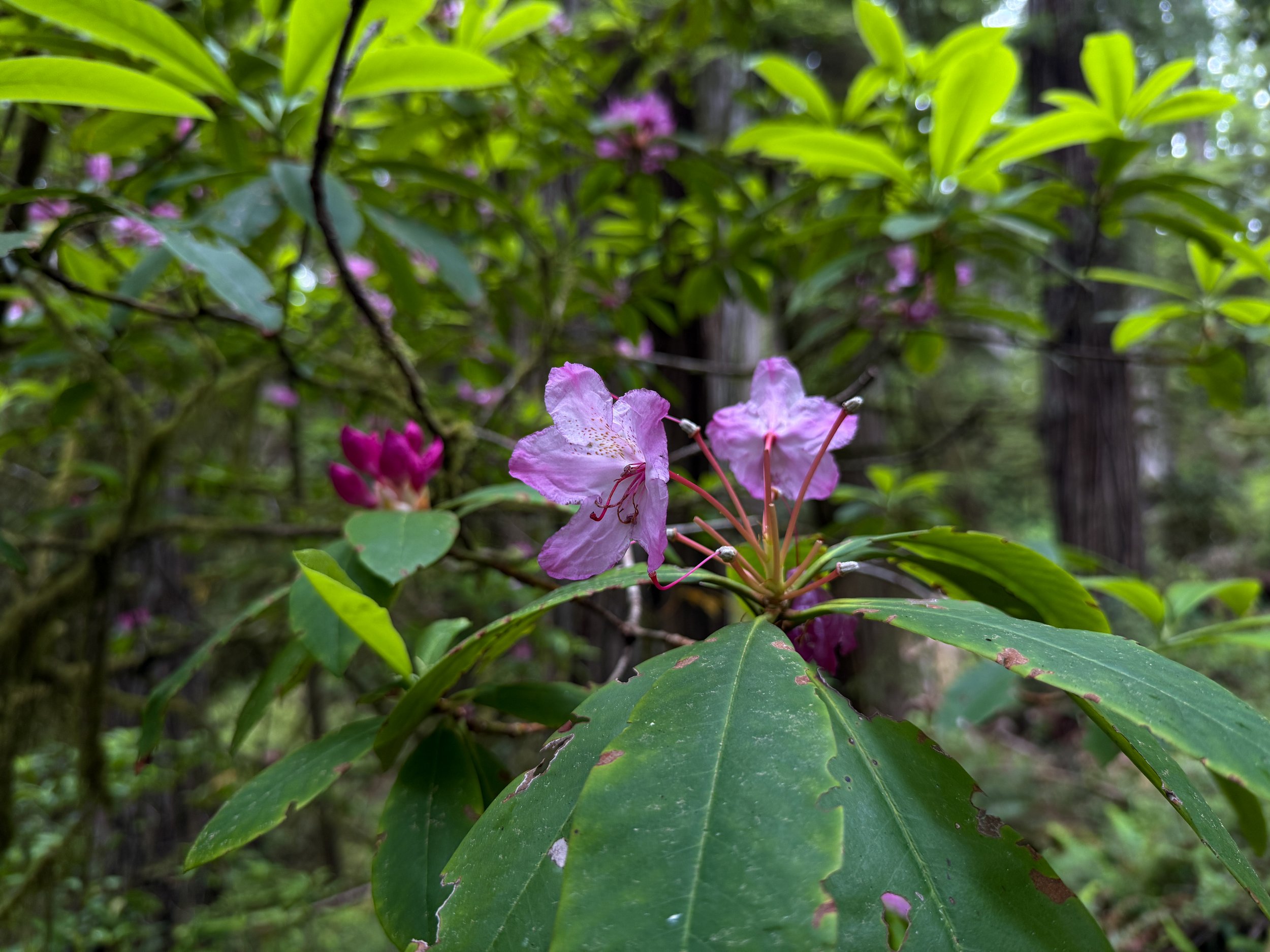 Pacific Rhododendron macrophyllum