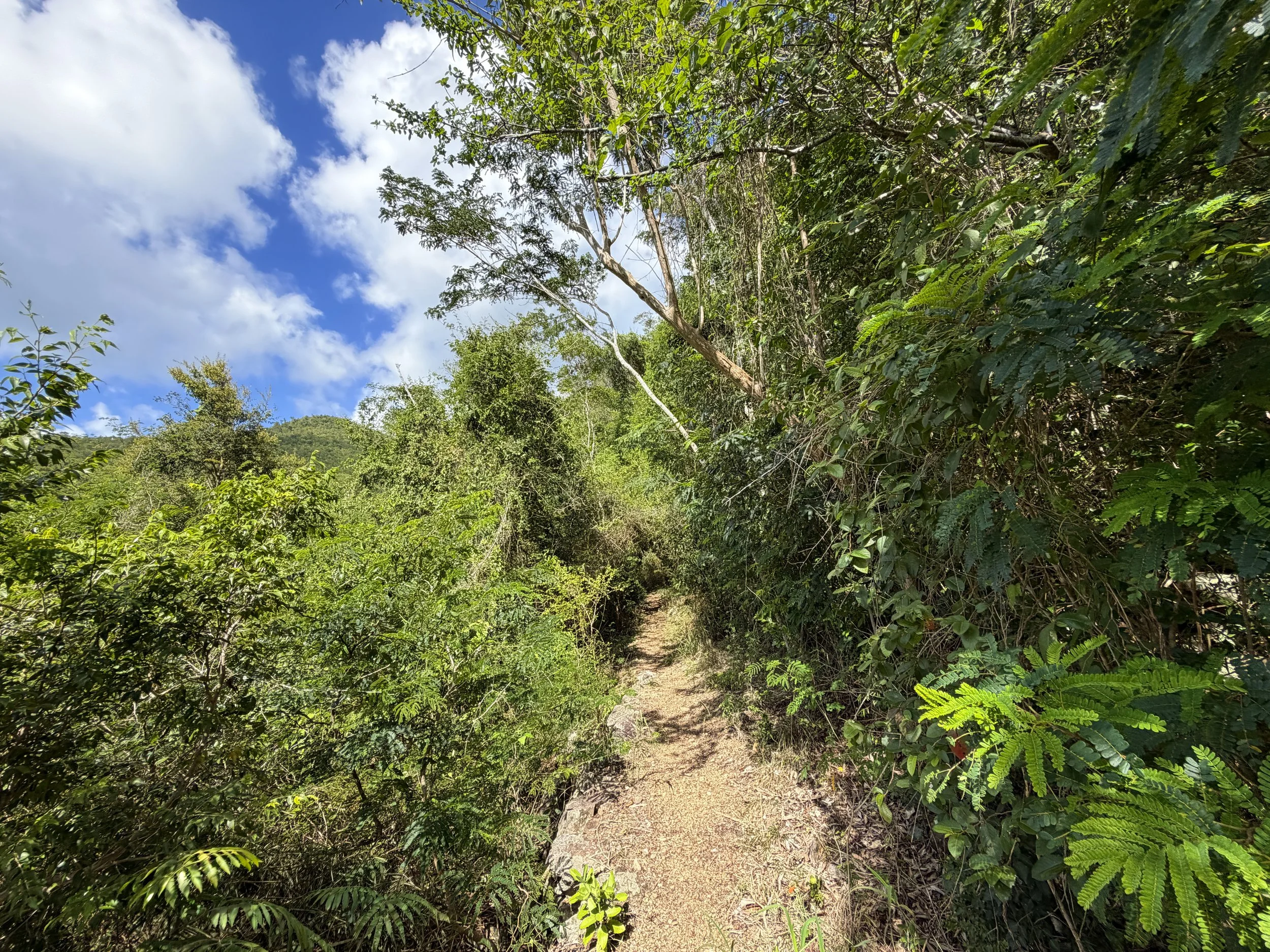 Great Sieben Trail Virgin Islands National Park