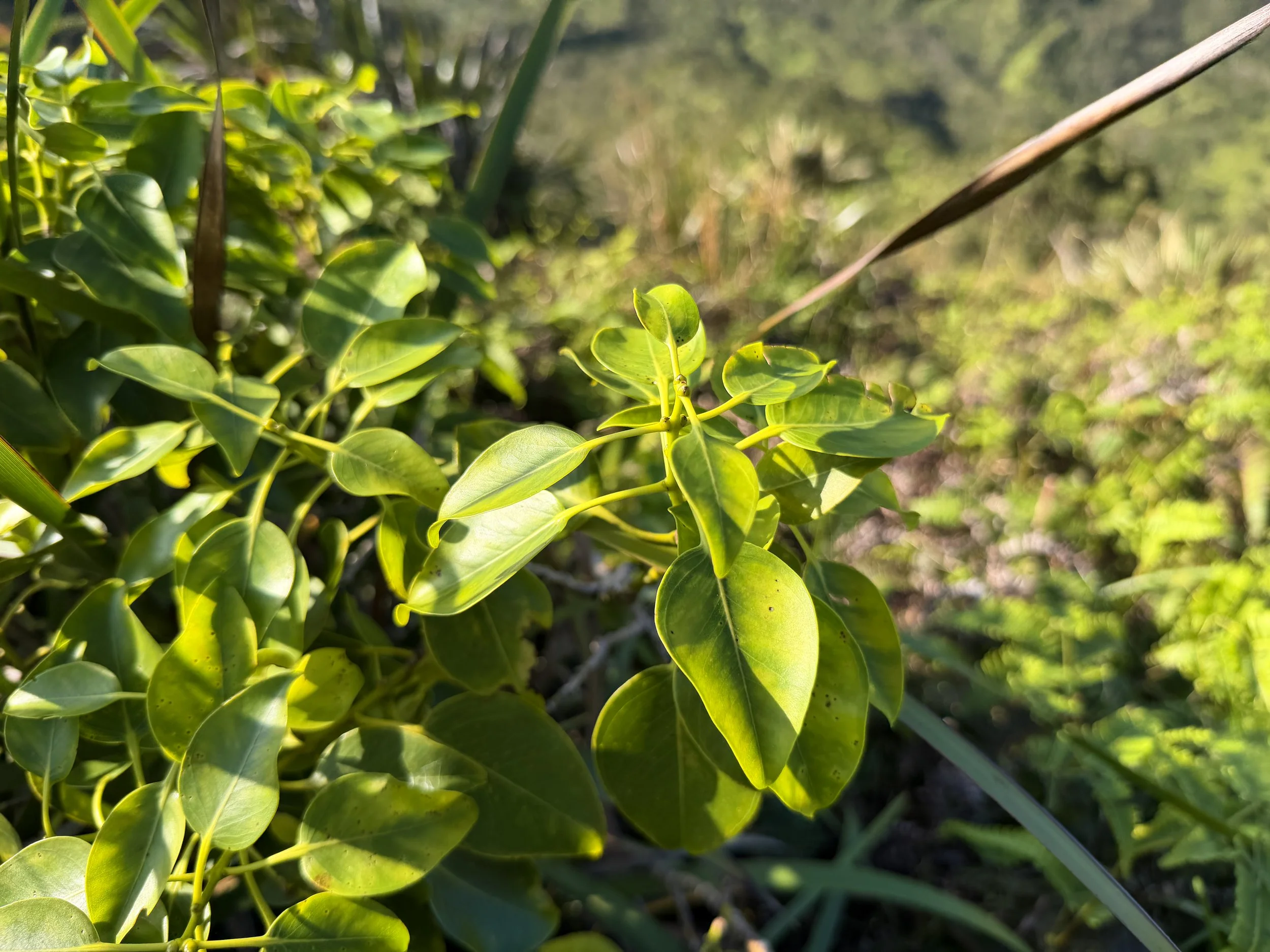 Ohia Metrosideros macropus