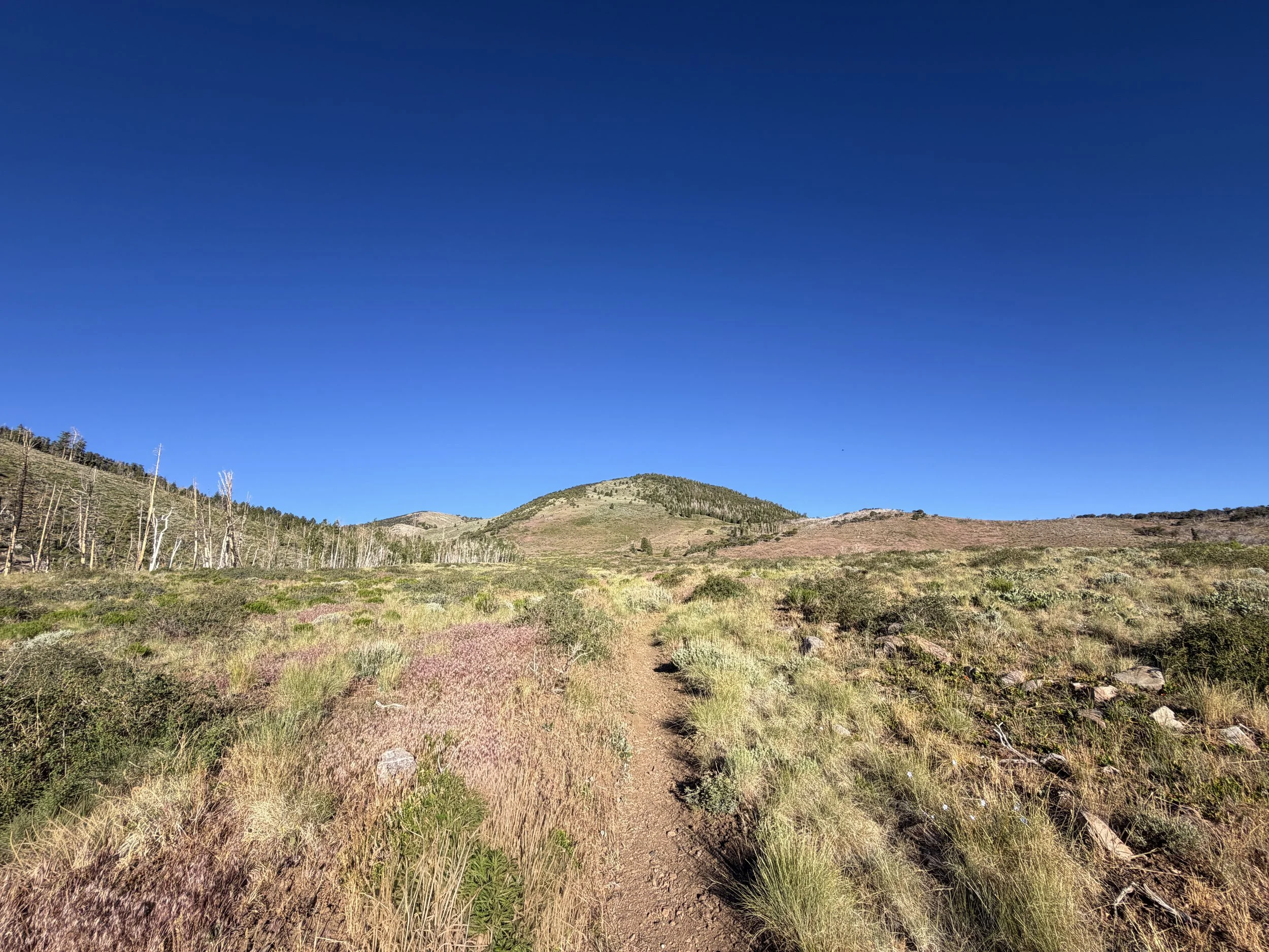 Upper Strawberry Trail Great Basin National Park Nevada
