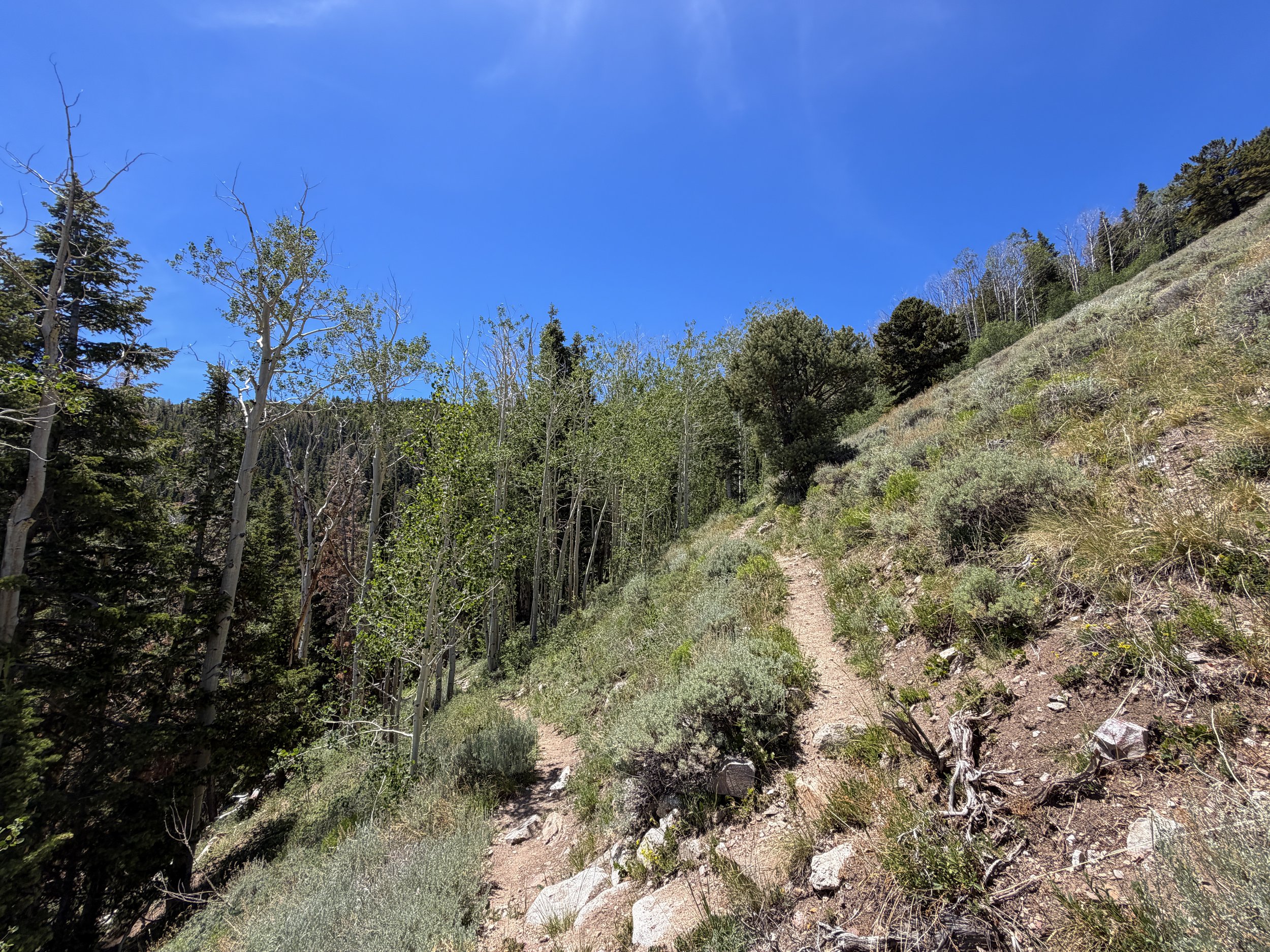 Timber Creek Loop Hike Great Basin National Park Nevada