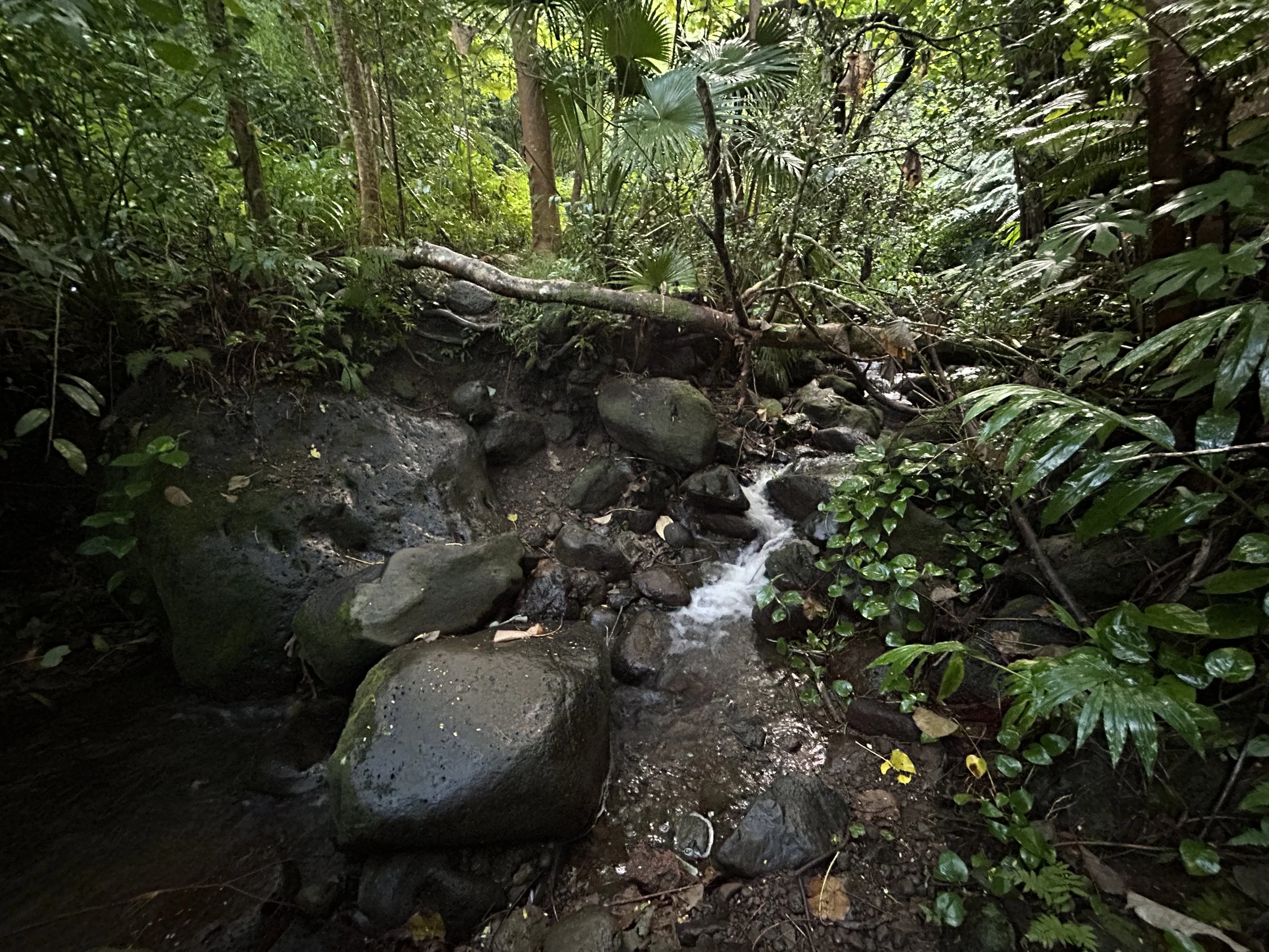 Hiking the Mānoa Middle Ridge Trail on Oʻahu — noahawaii