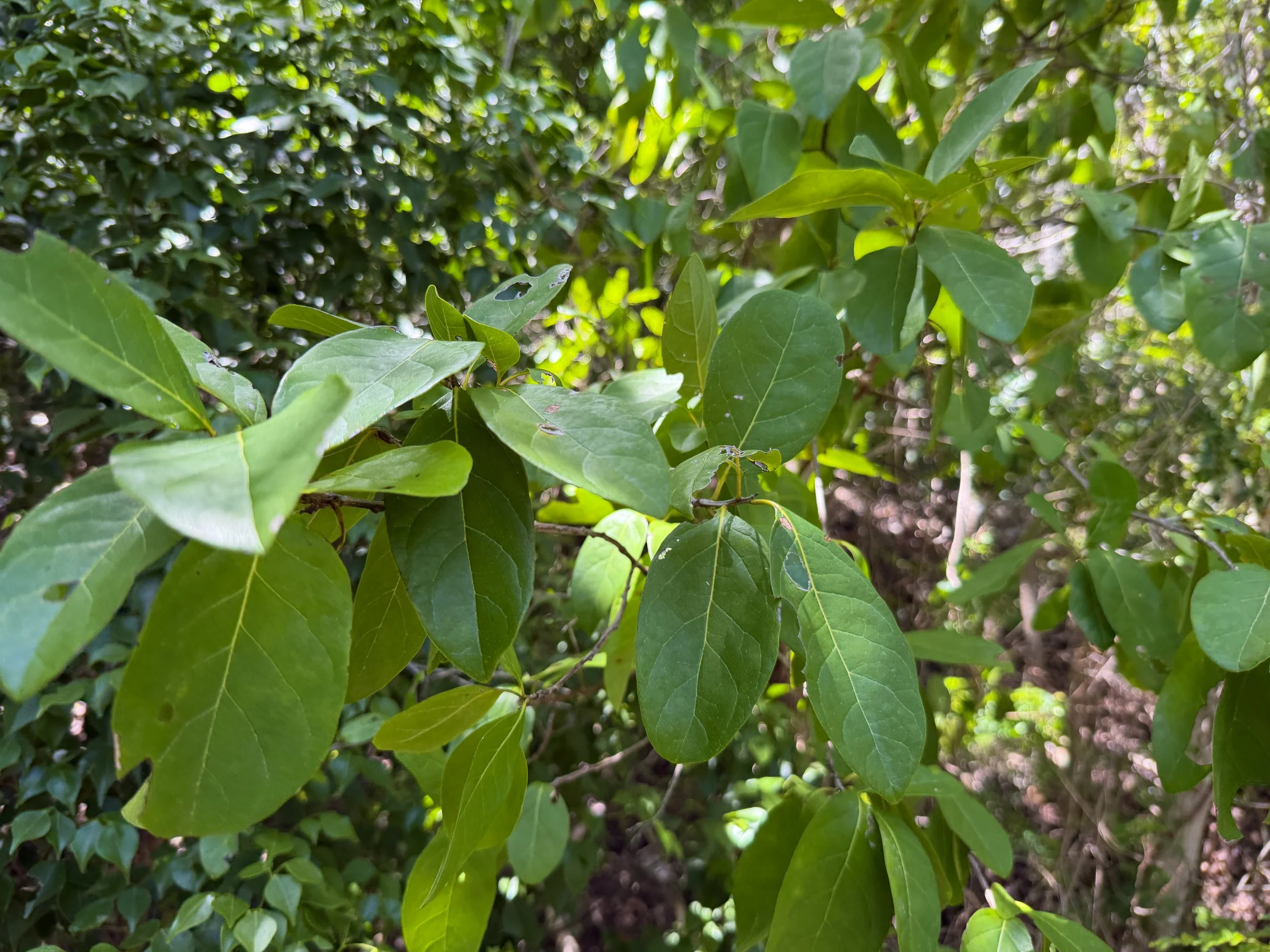 Bahama Strongbark Bourreria succulenta