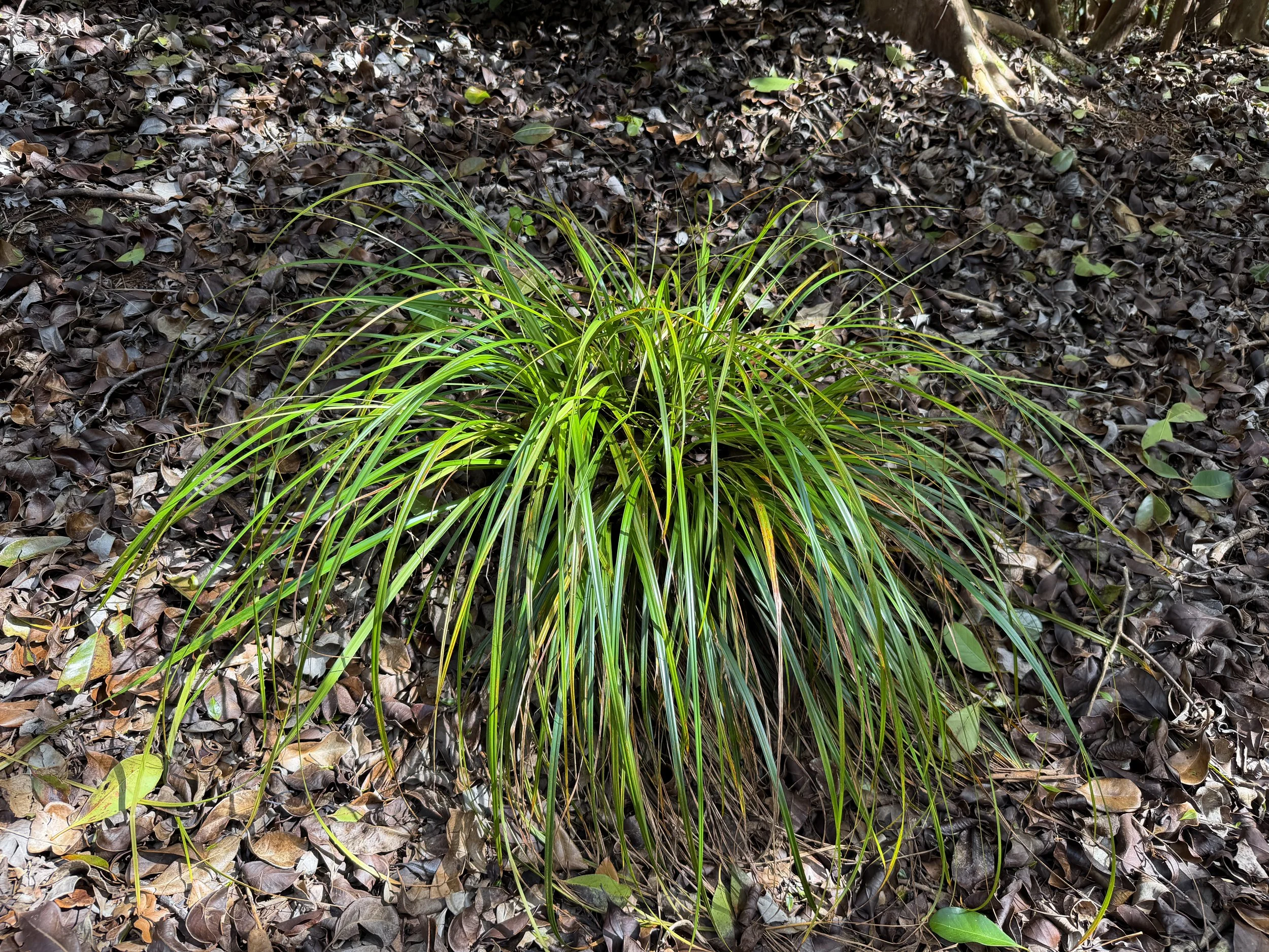 Oahu Sedge Carex wahuensis subsp. wahuensis