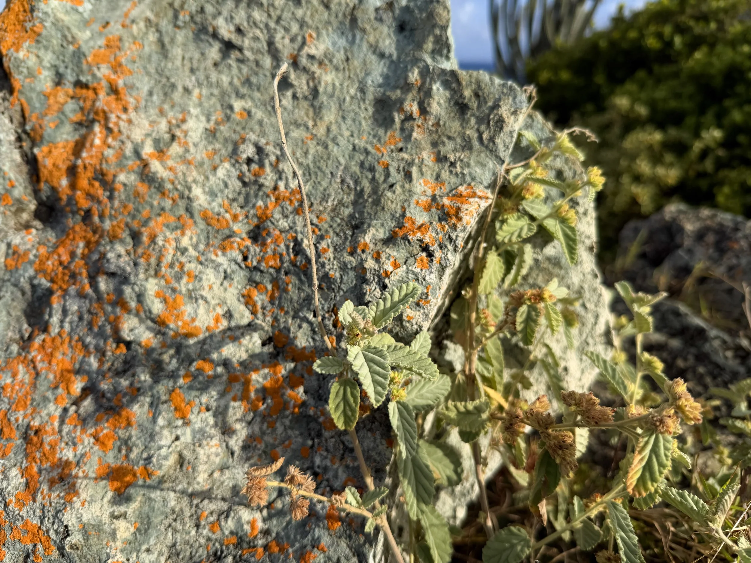 Uhaloa Waltheria indica