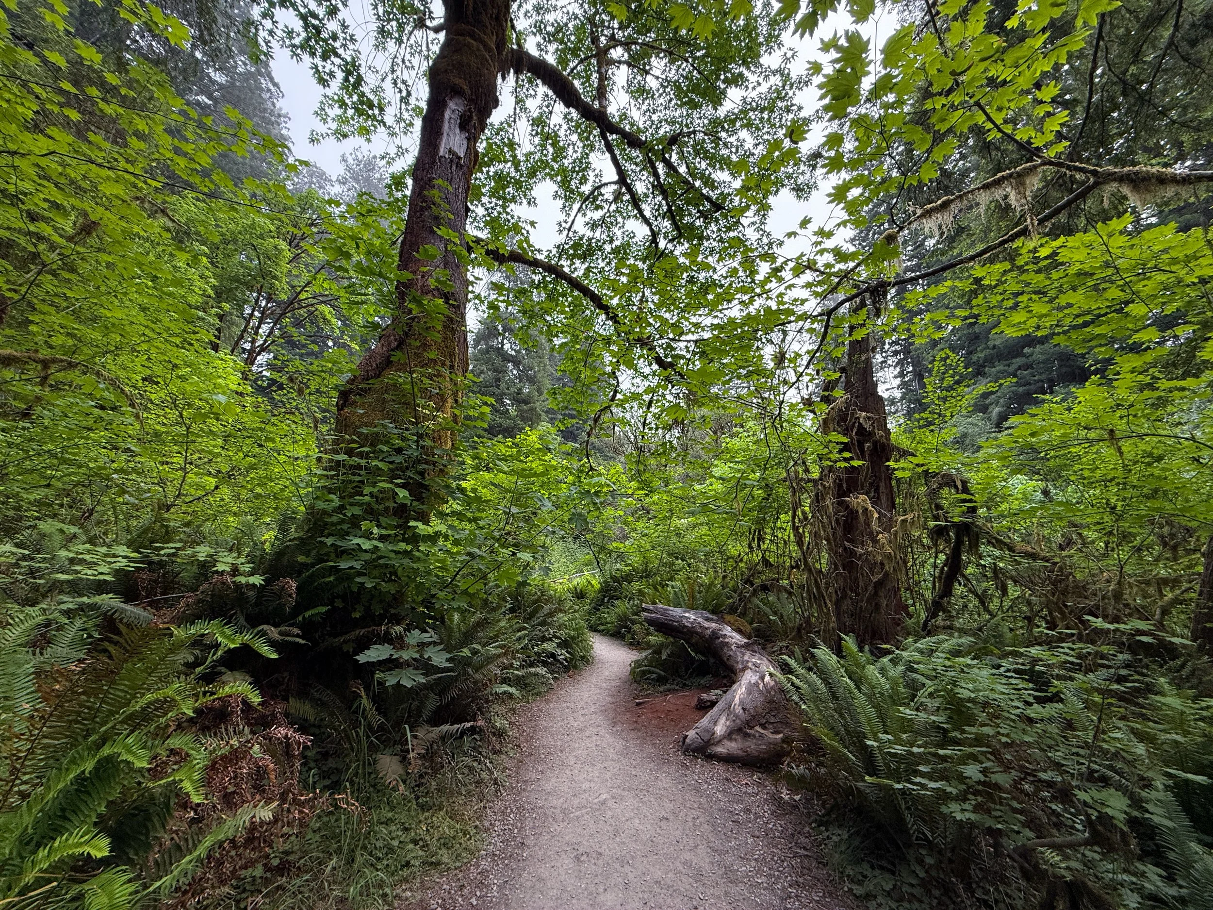 Grove of the Titans Hike Jedediah Smith Redwoods State Park California