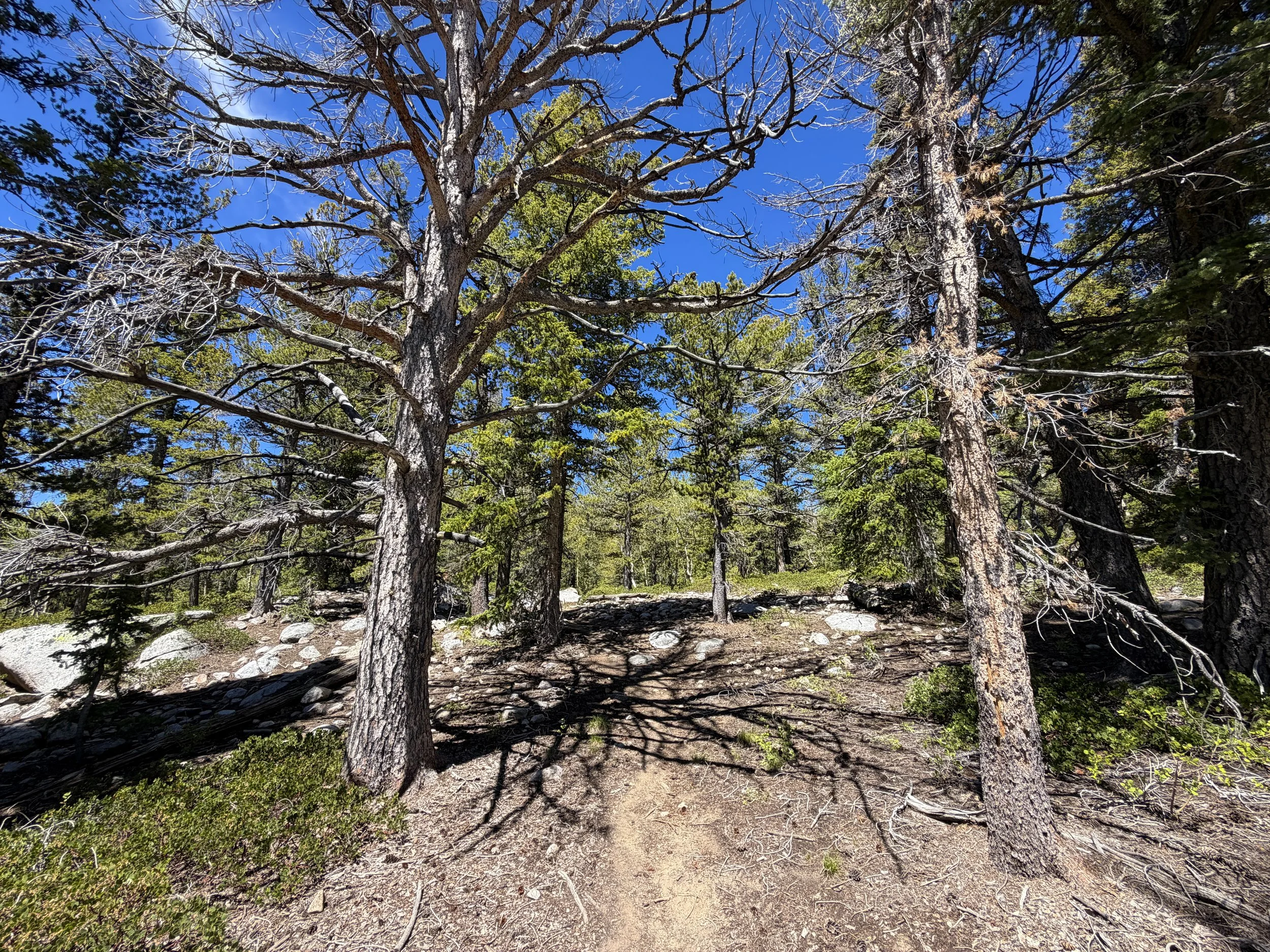 Dead Lake Trail Great Basin National Park Nevada