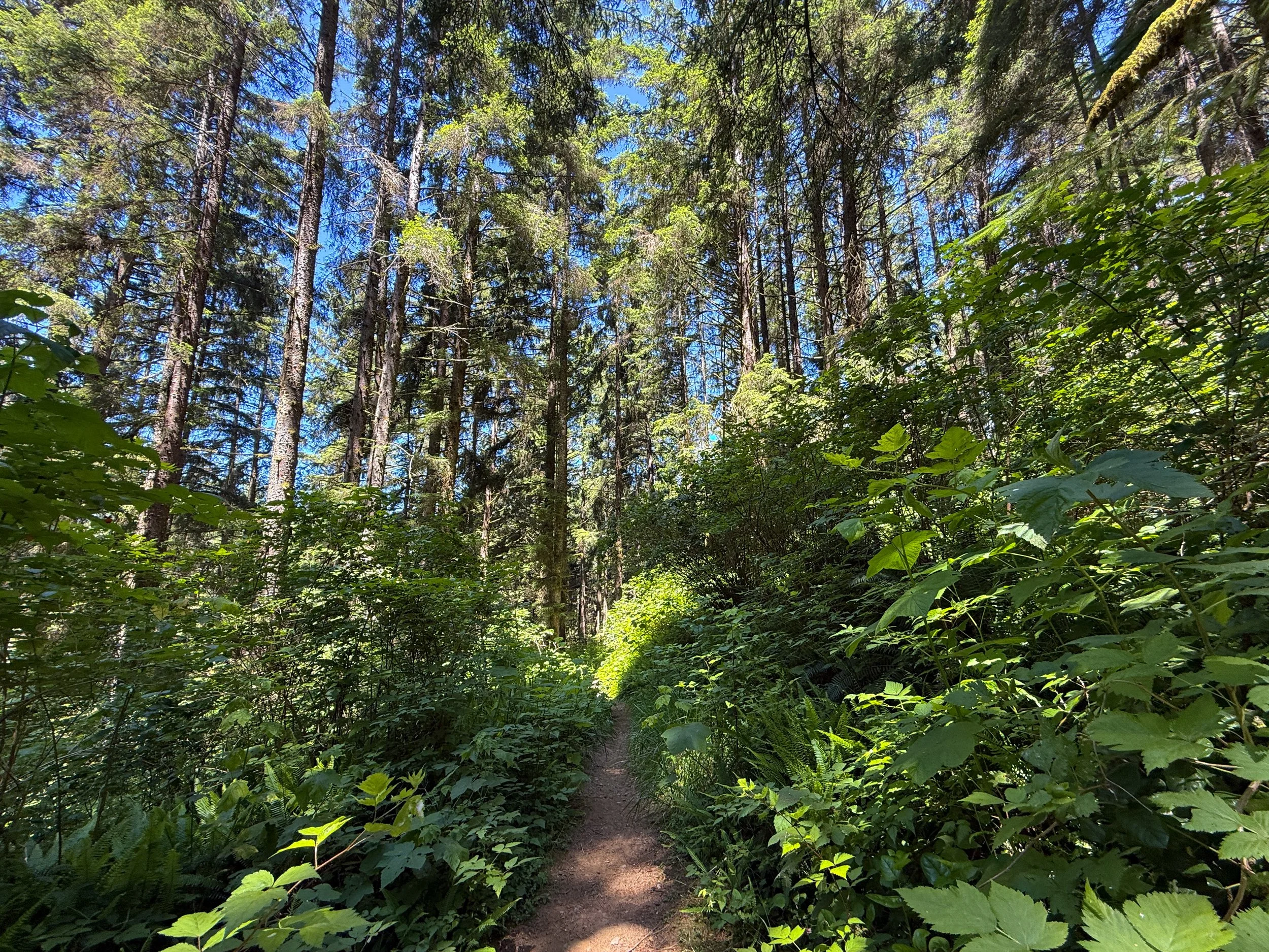 Ossagon Trail to Gold Bluffs Beach Prairie Creek Redwoods State Park California