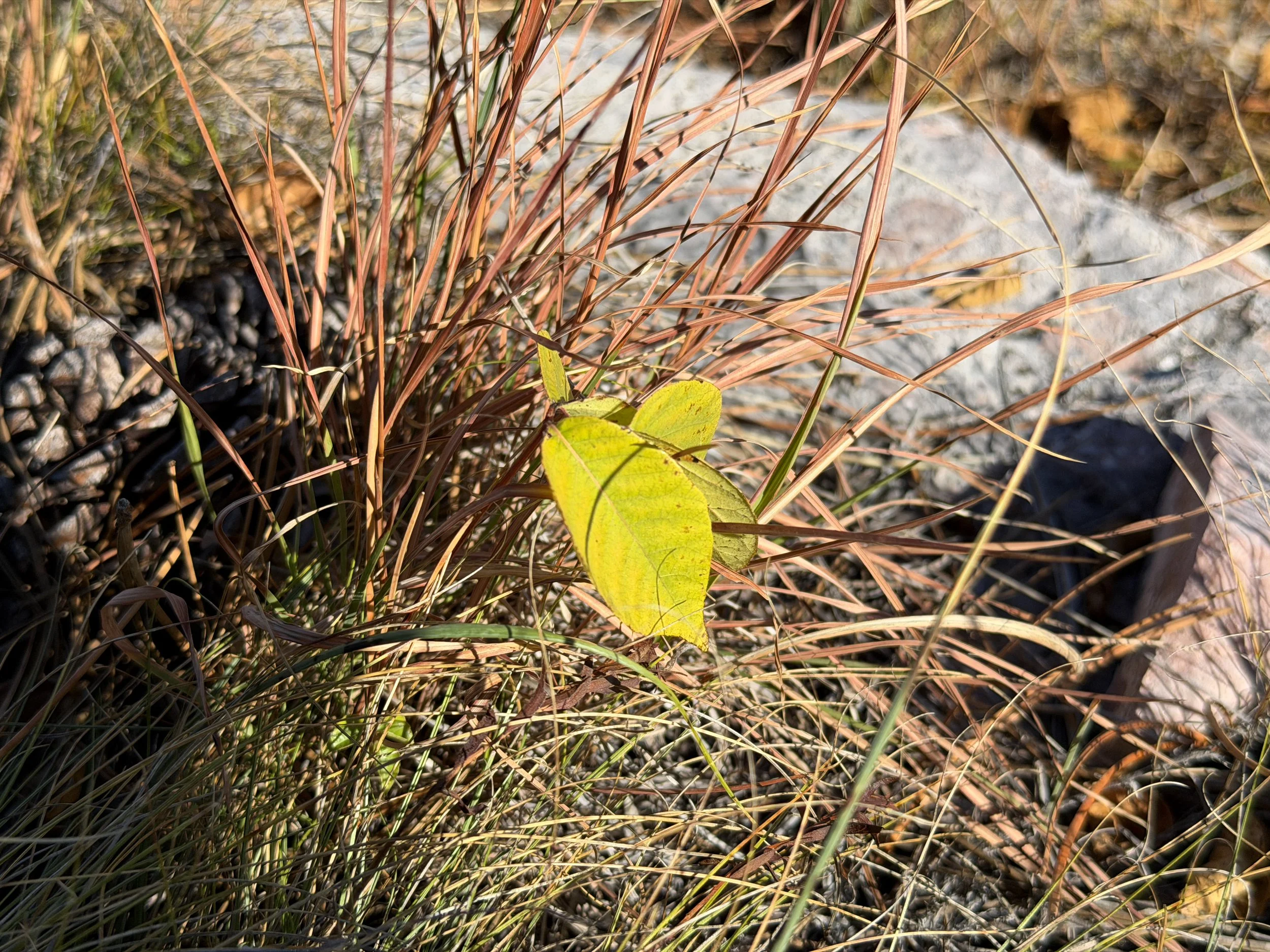 Western Poison Ivy Toxicodendron rydbergii