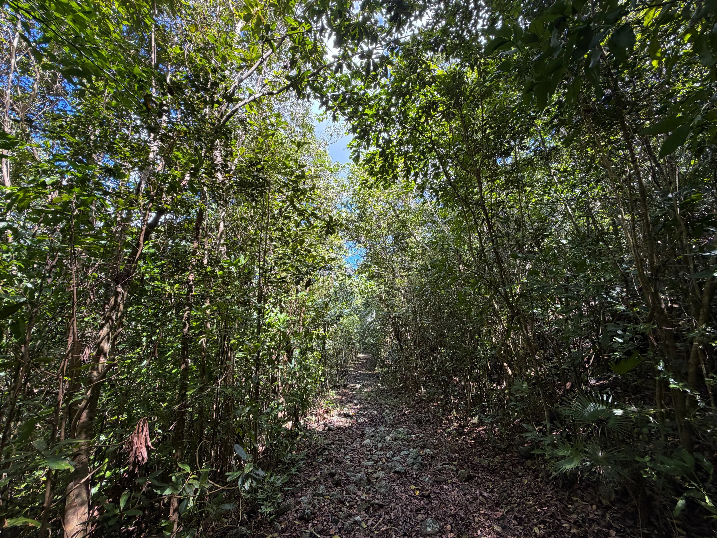 Water Catchment Hike Virgin Islands National Park