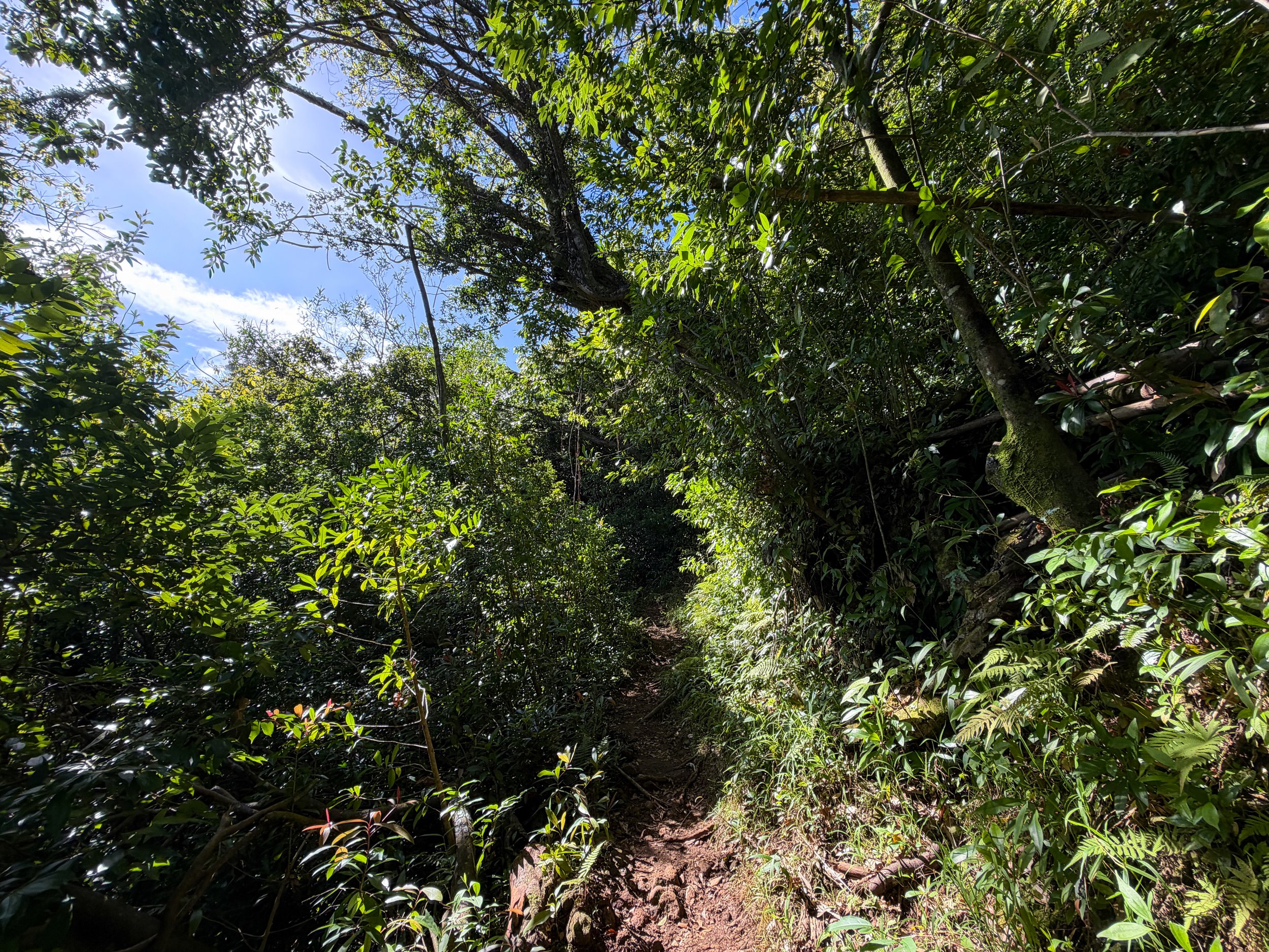 Aihualama Trail Oahu Hawaii