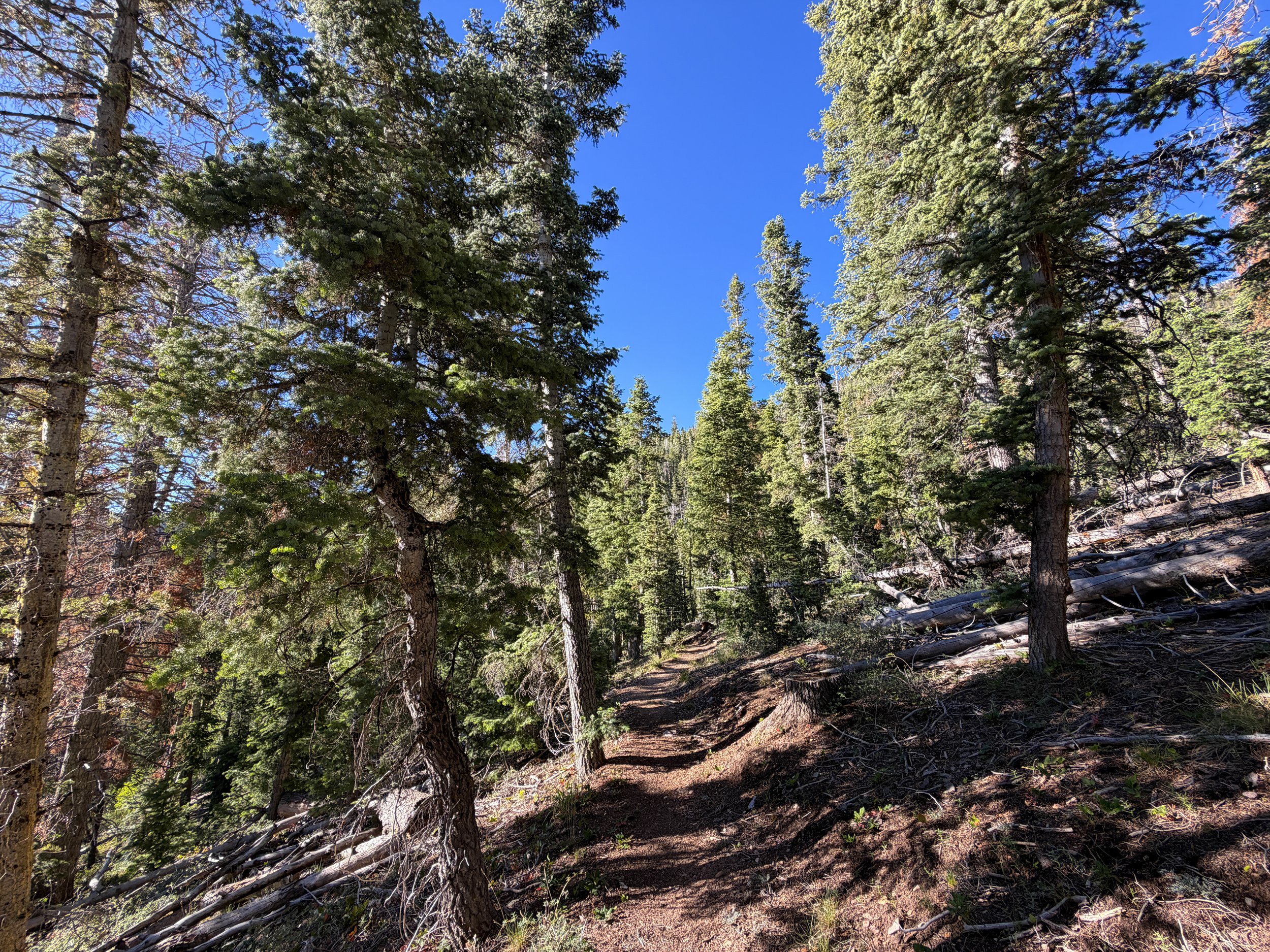Snake Creek Overlook Loop Trail Great Basin National Park Nevada