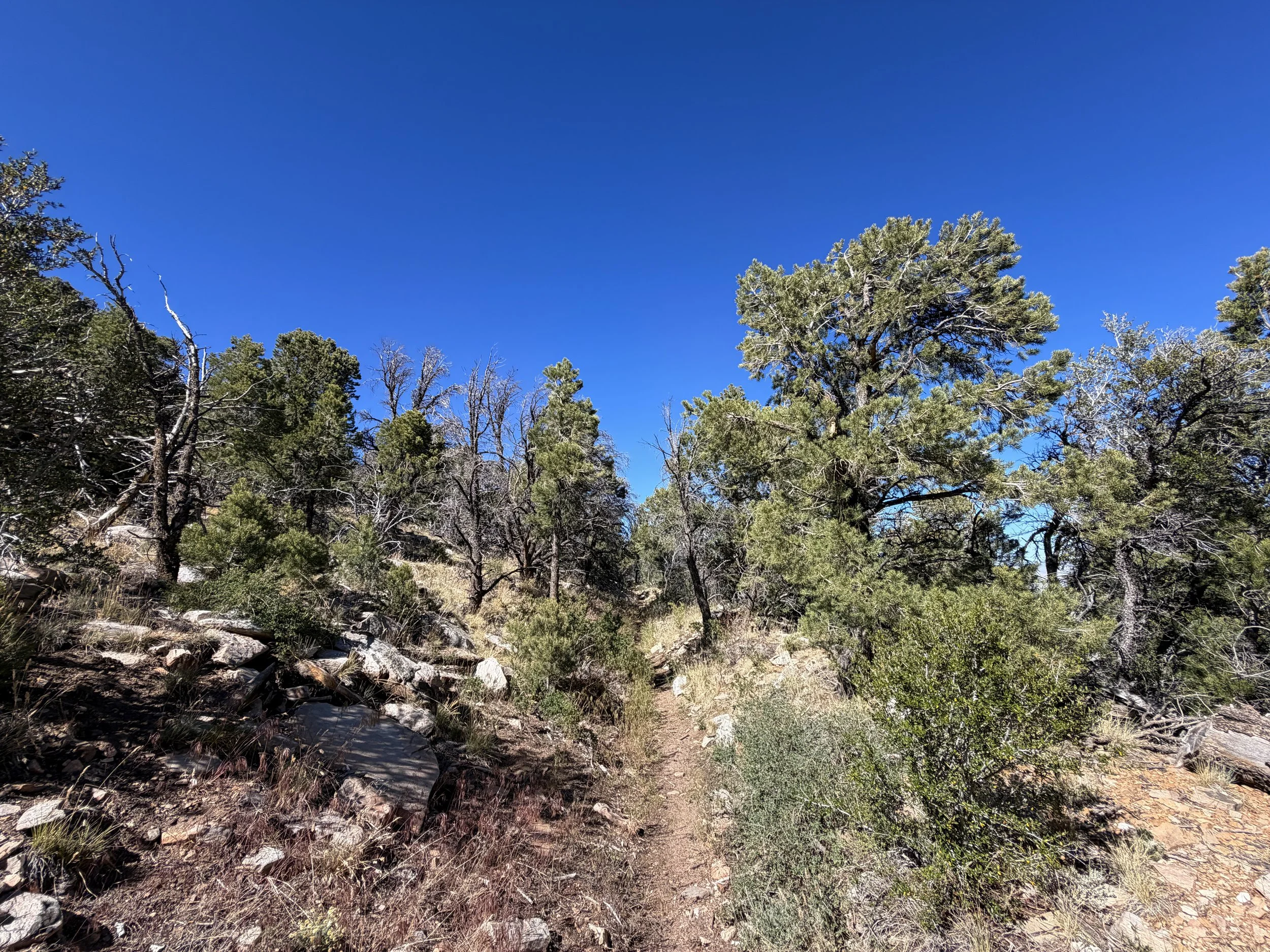 Osceola Ditch Hike Great Basin National Park Nevada