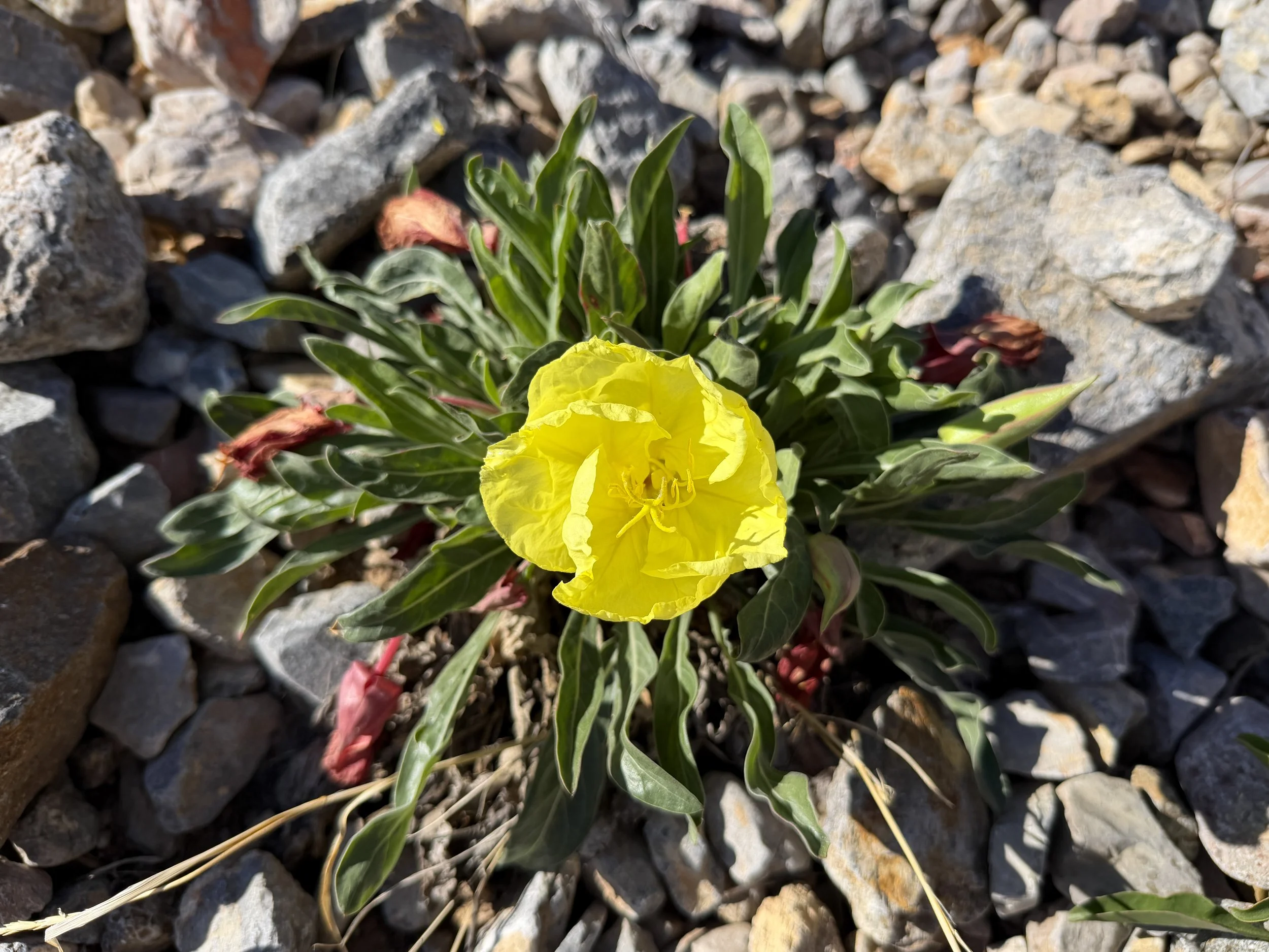 Howards Evening Primrose Oenothera howardii