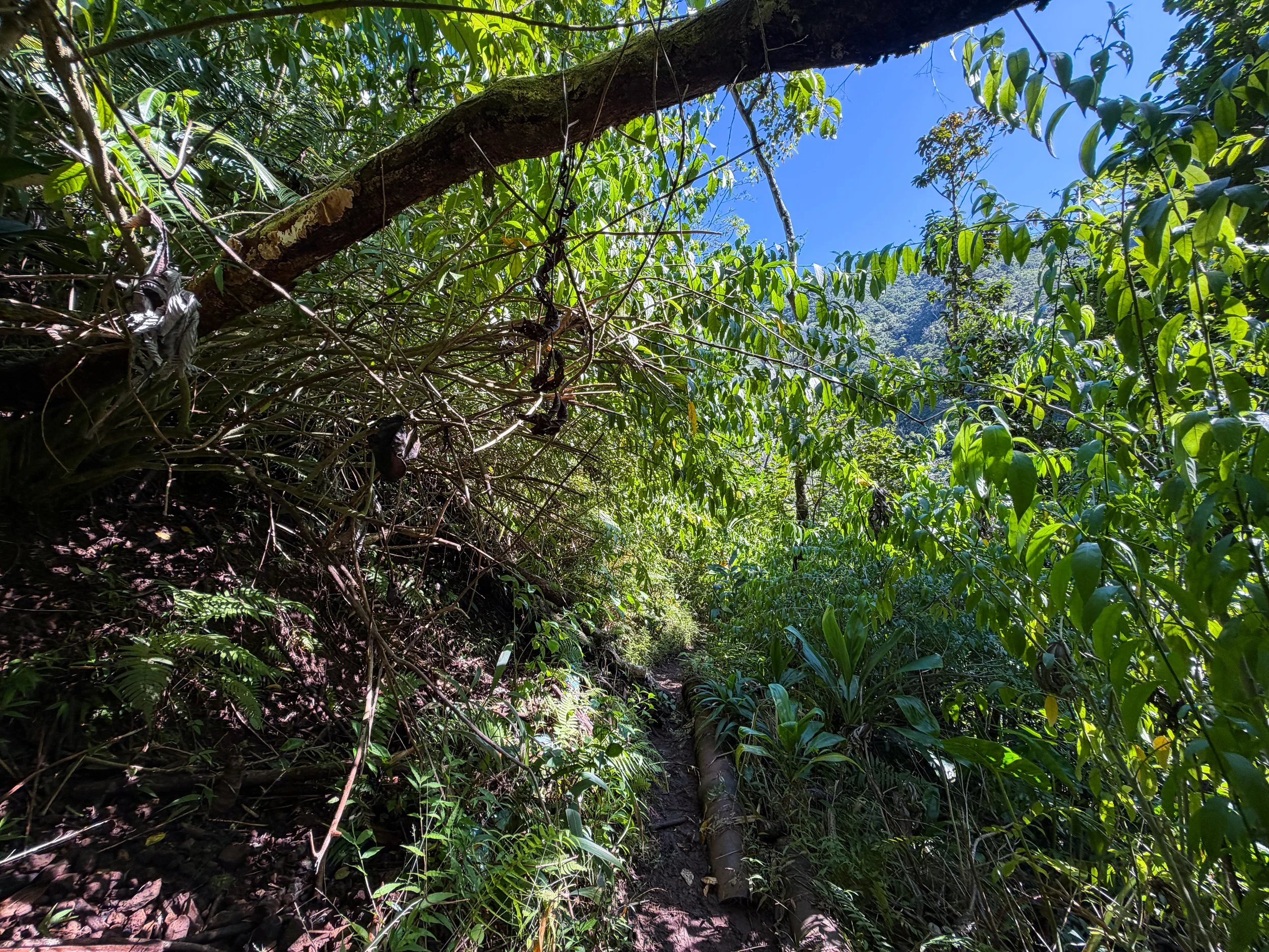 Kaau Crater Loop Hike Oahu Hawaii