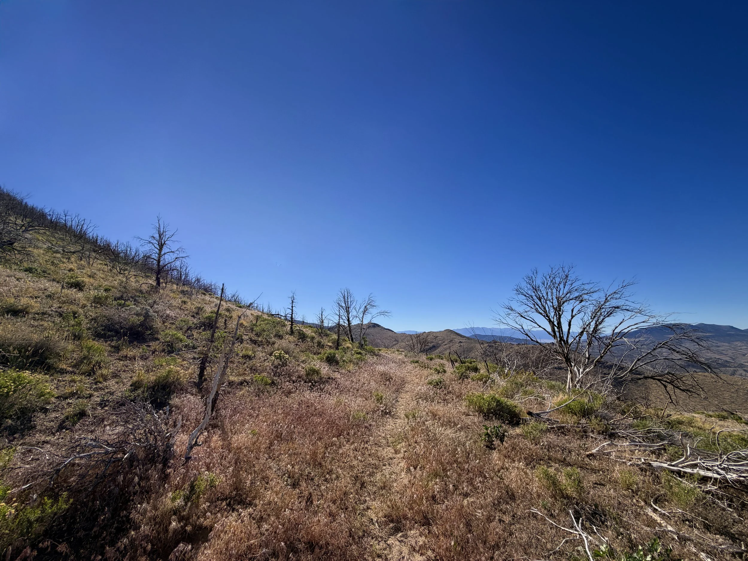 Strawberry Creek Fire Osceola Ditch Trail Great Basin National Park Nevada