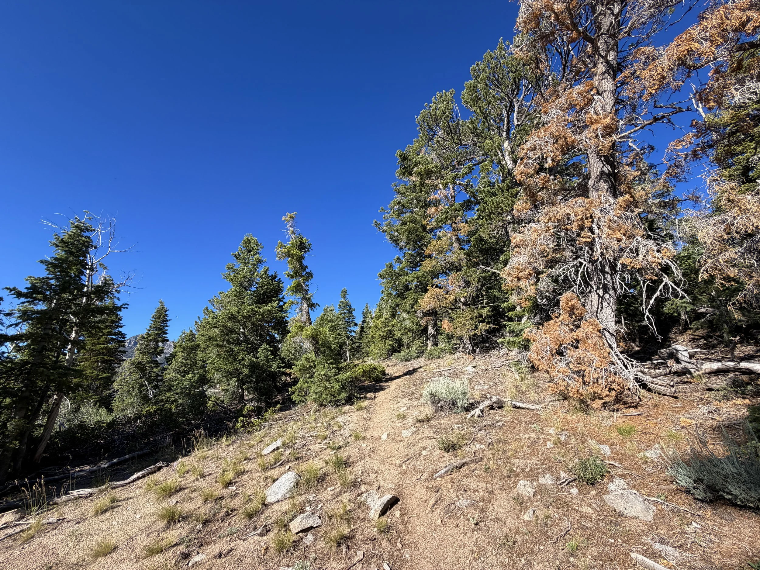 Snake Divide Trail to Mt Washington Great Basin National Park Nevada