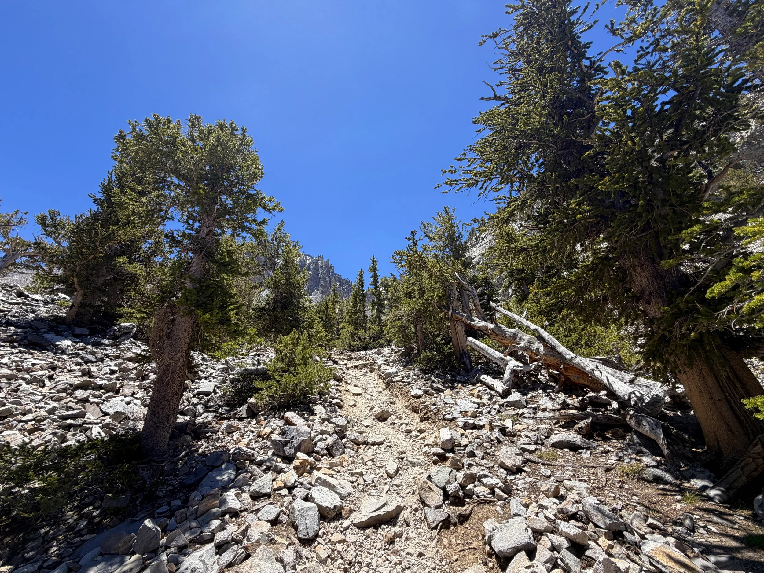 Bristlecone Trail Great Basin National Park Nevada
