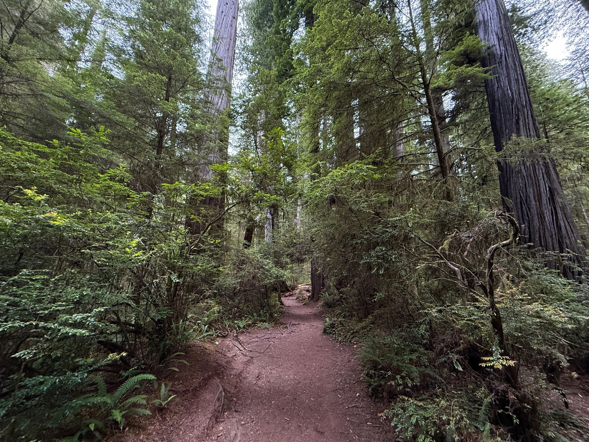 Boy Scout Tree Trail Jedediah Smith Redwoods State Park California