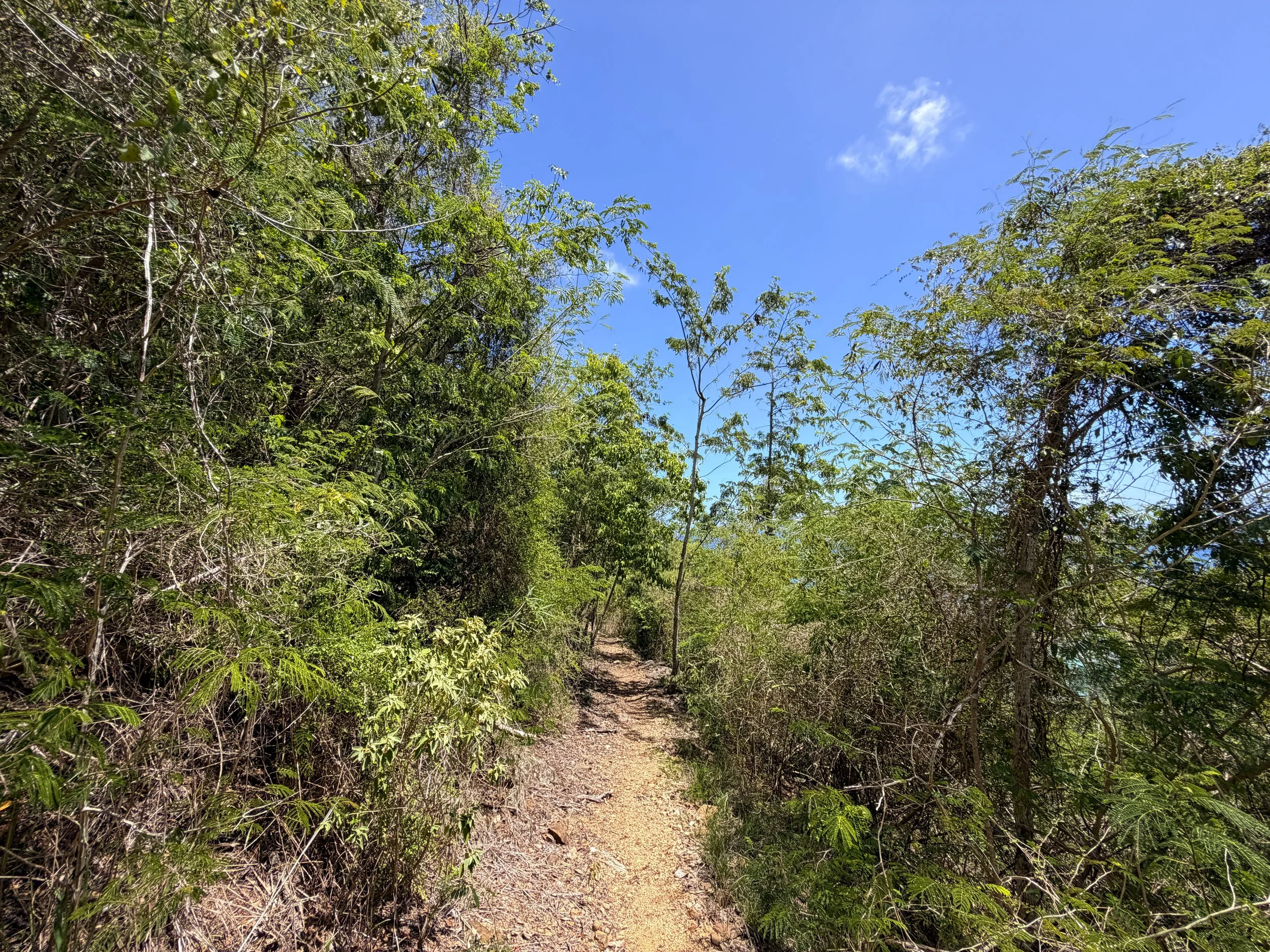 LEsperance Trail Virgin Islands National Park