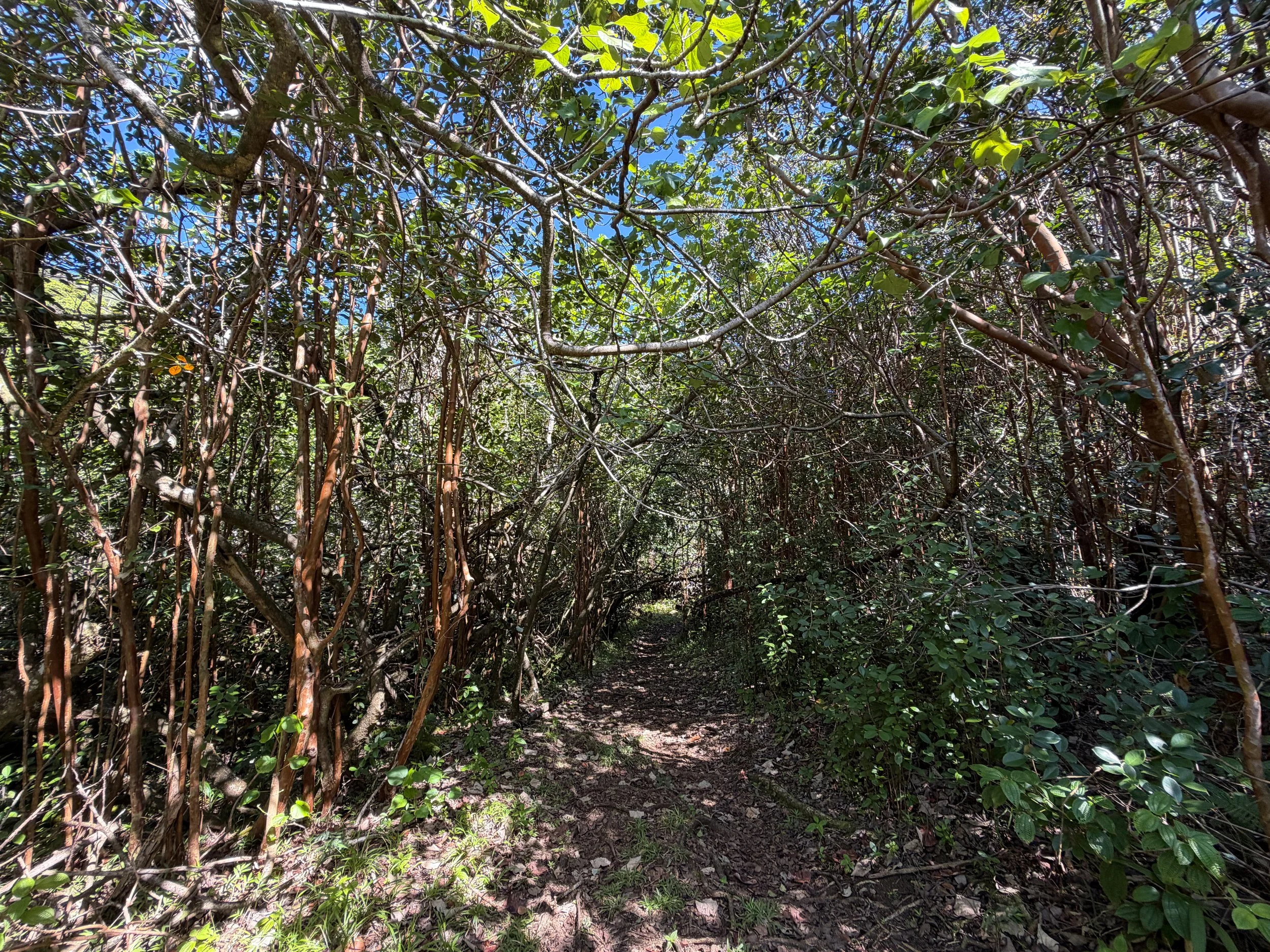 Kulanaahane Trail Oahu Hawaii