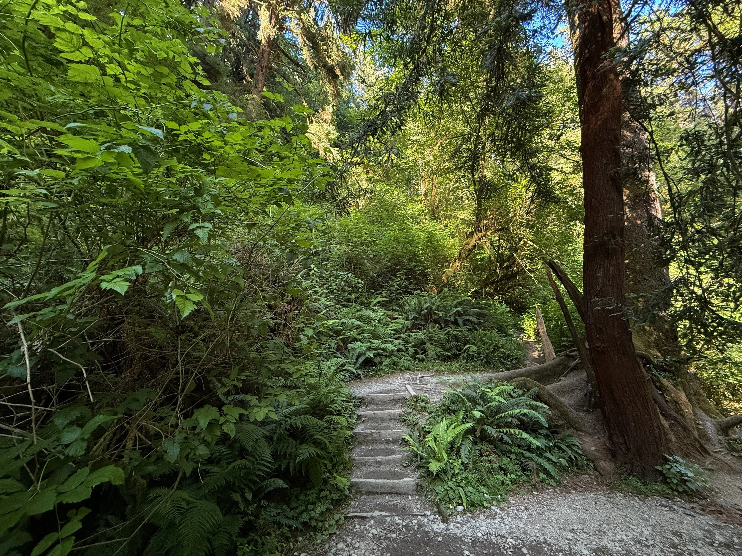 Fern Canyon Loop Hike Prairie Creek Redwoods State Park California