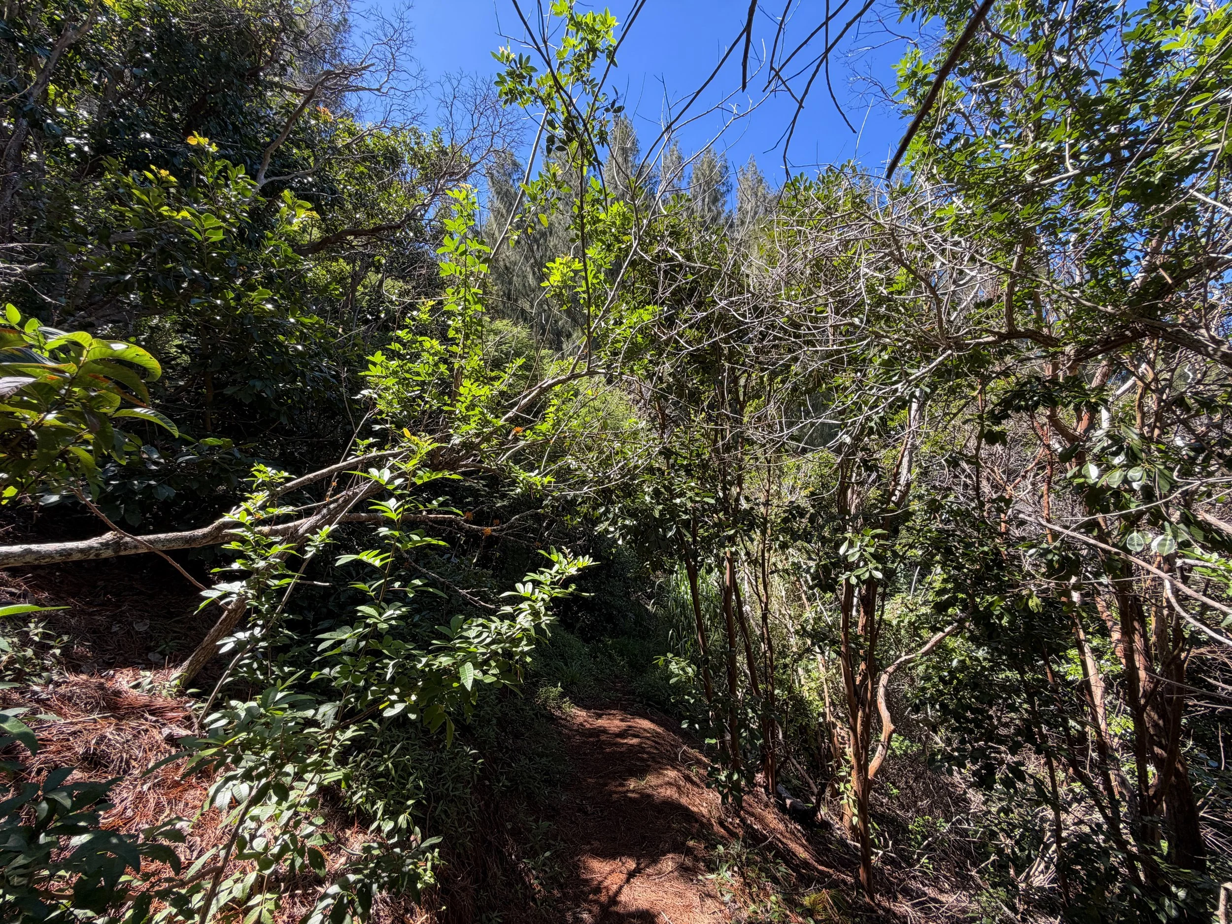 Kuaokala Trail Oahu Hawaii