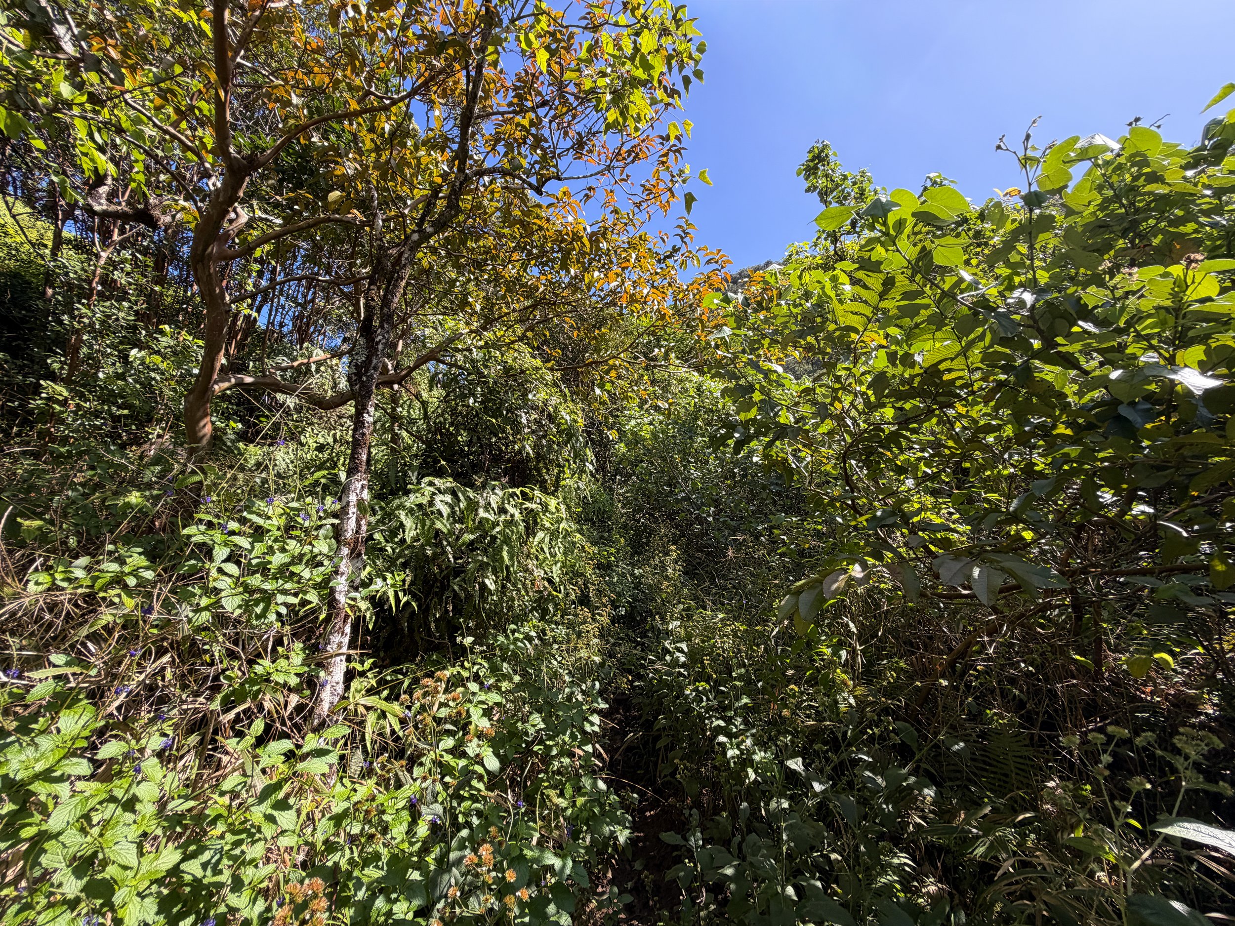Kulanaahane Hike to Moanalua Saddle Oahu Hawaii