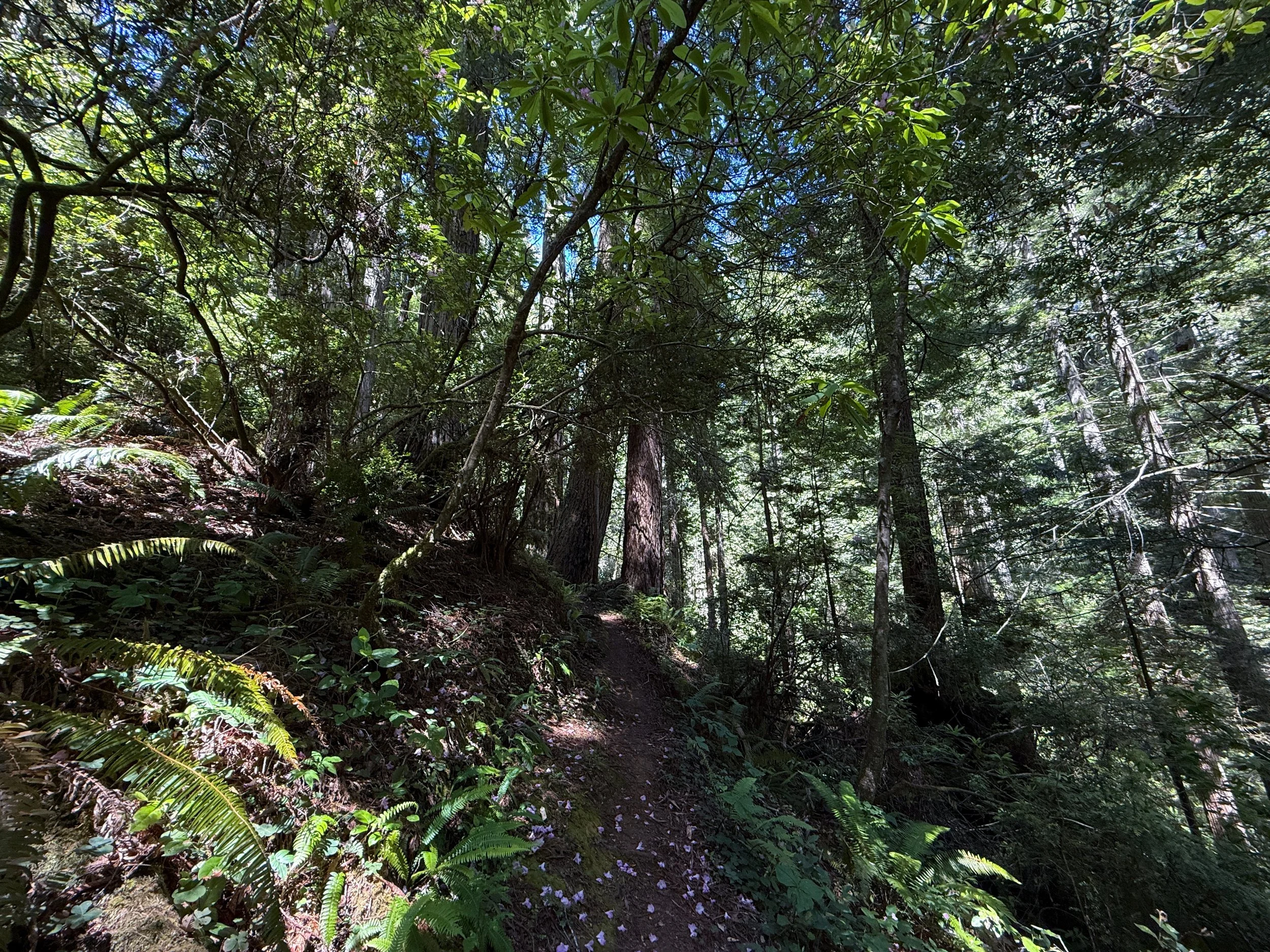 Hope Creek-Ten Taypo Trail Prairie Creek Redwoods State Park California