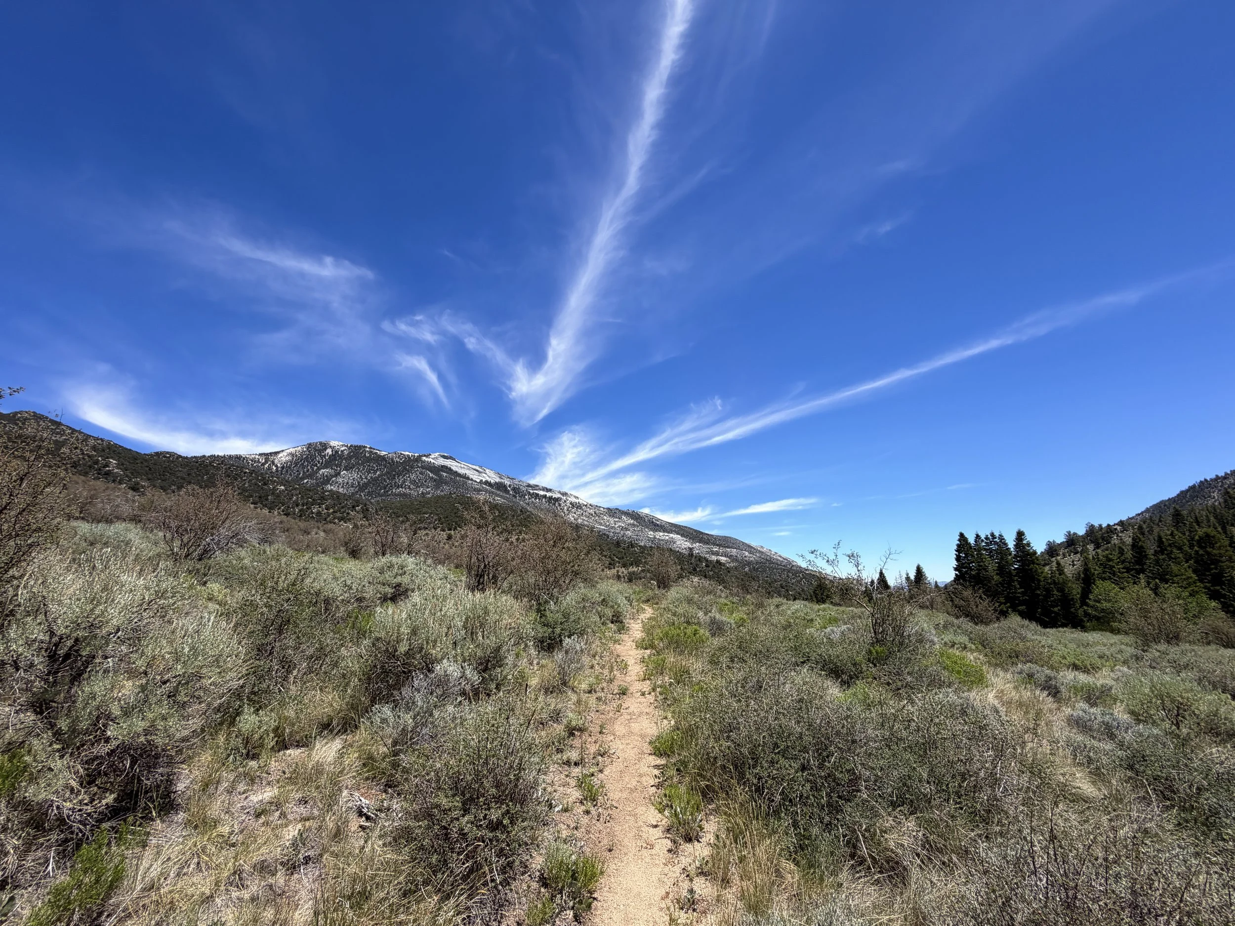 Serviceberry Loop Trail Great Basin National Park Nevada