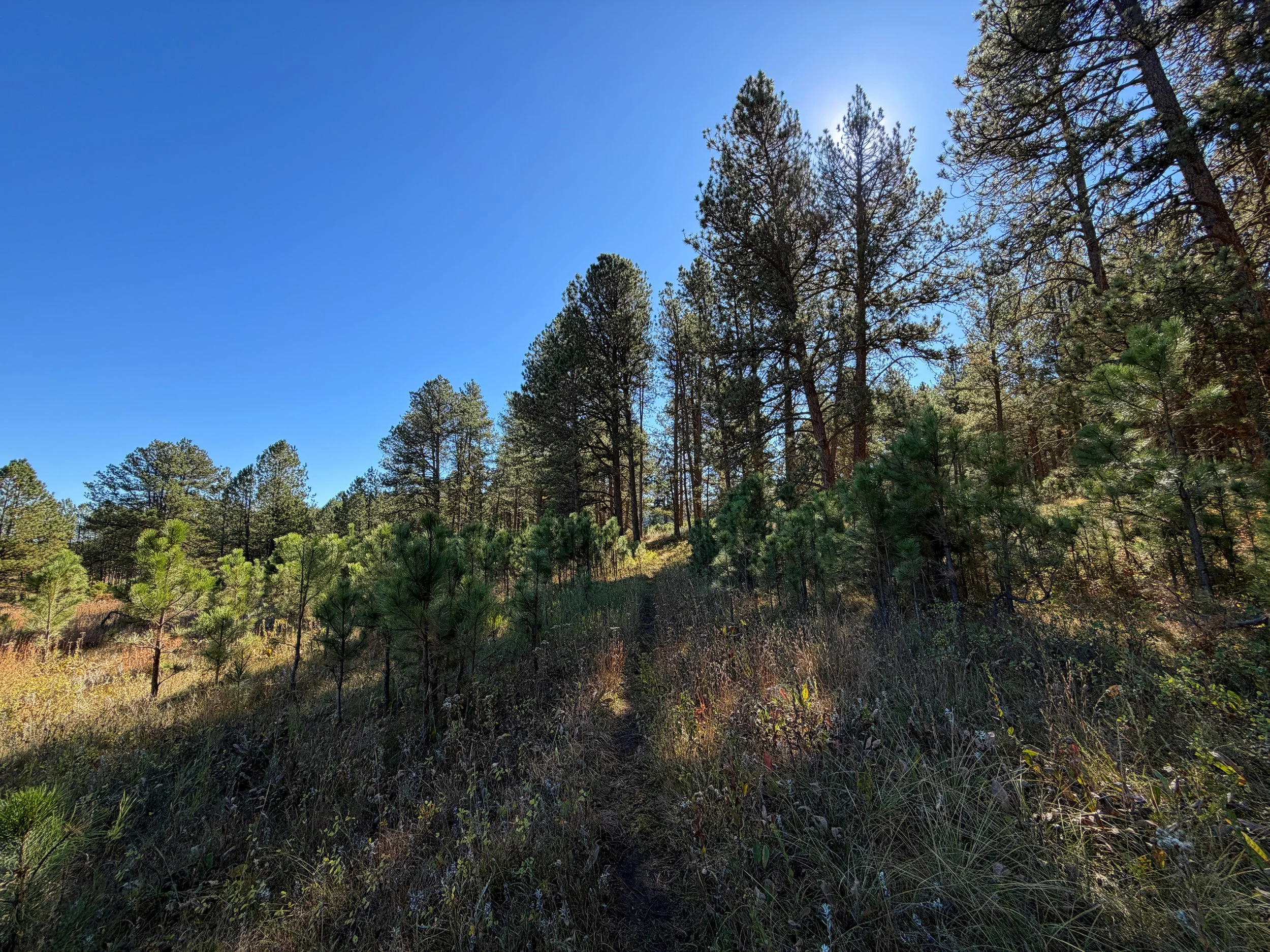 Sanctuary Trail Wind Cave National Park South Dakota
