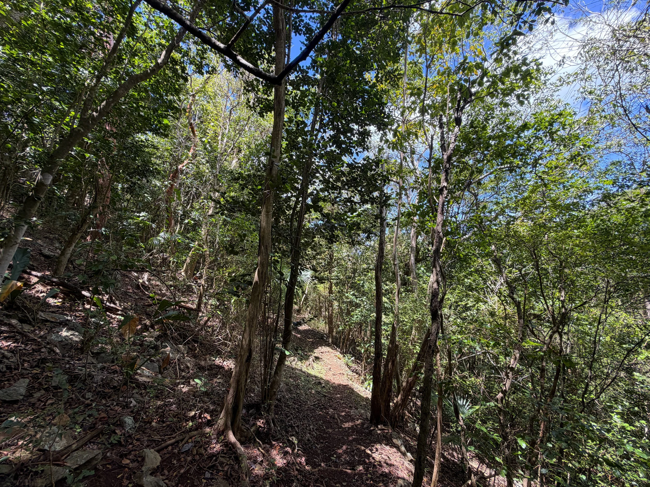 Caneel Hill Trail Virgin Islands National Park