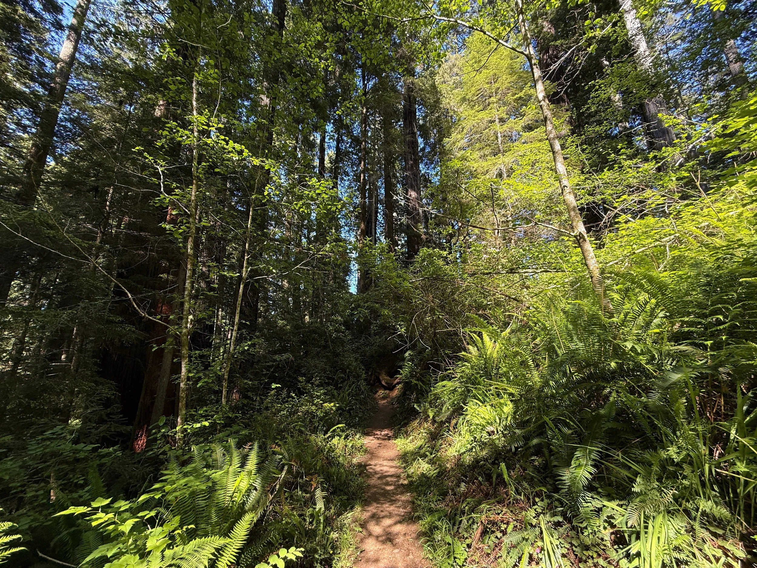 Ah-Pah Interpretive Trail Prairie Creek Redwoods State Park California