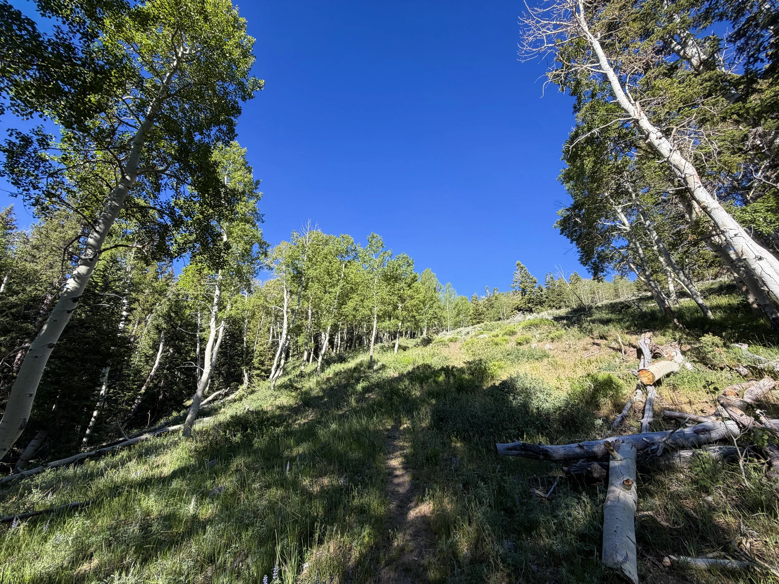 Upper Strawberry Trail Great Basin National Park Nevada