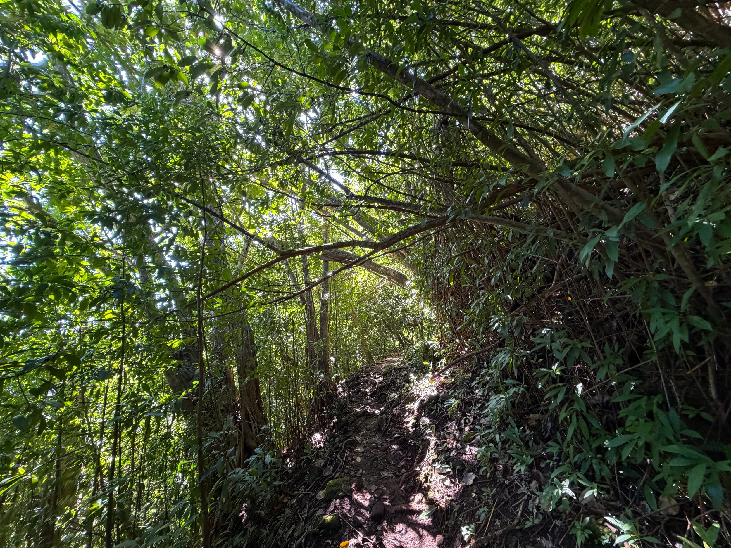 Aihualama Trail to Pauoa Flats Bench Oahu Hawaii