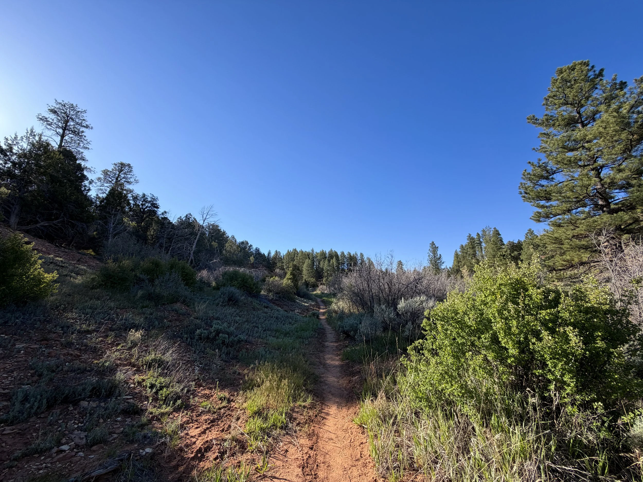Deertrap Mountain Trail via Stave Spring Zion National Park Utah