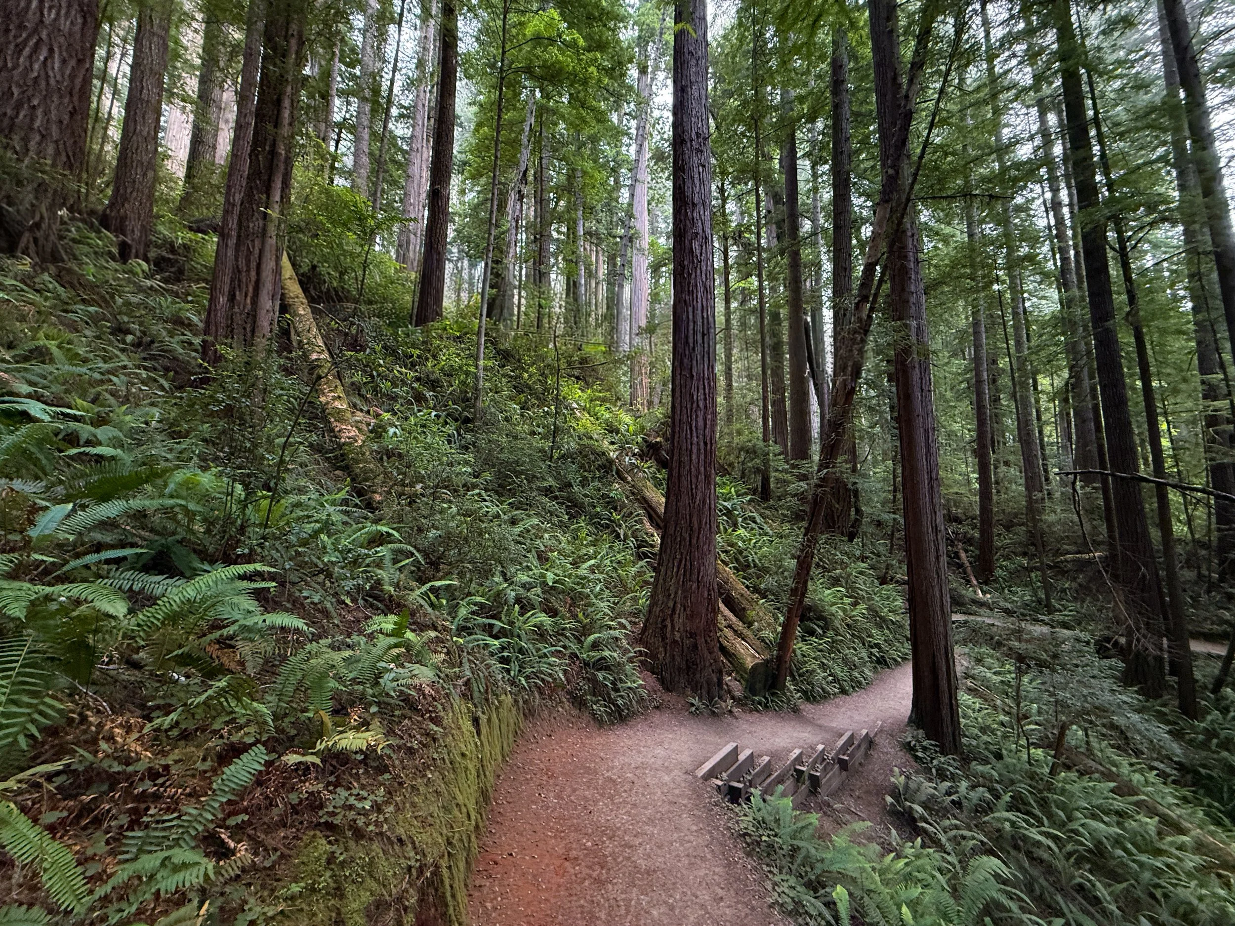 Grove of the Titans Trail Jedediah Smith Redwoods State Park California