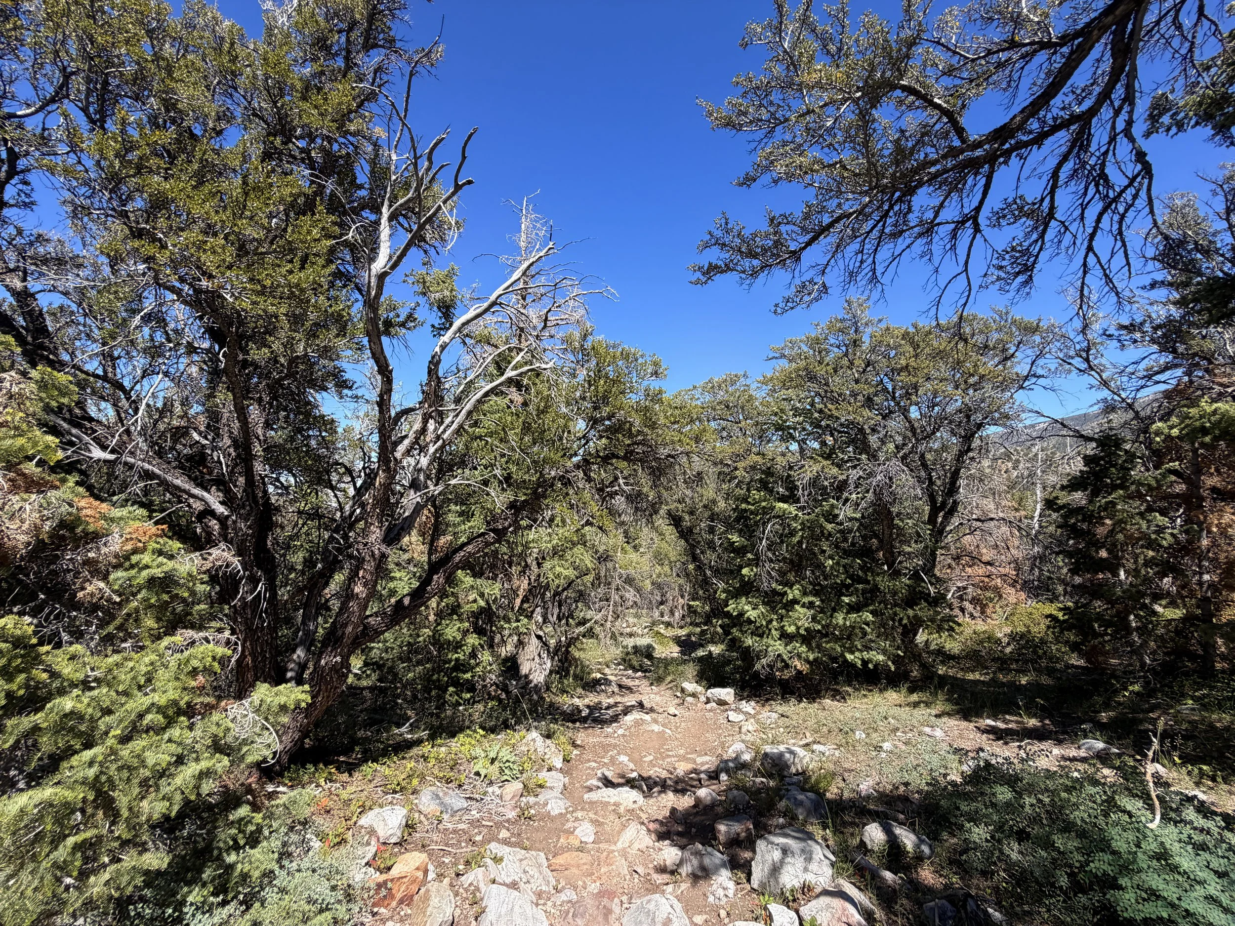 Baker Creek Loop Trail Great Basin National Park Nevada