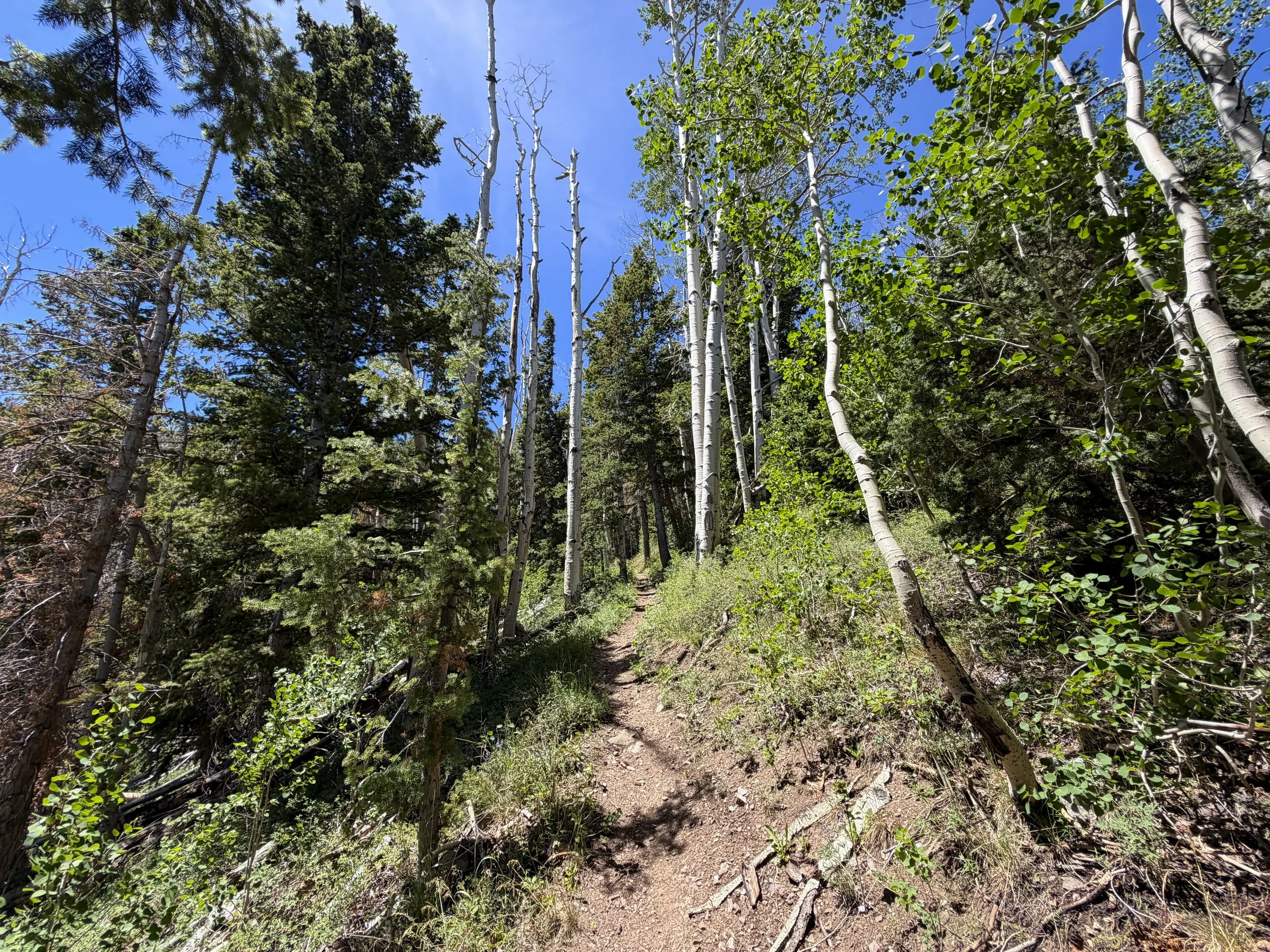 Timber Creek Loop Hike Great Basin National Park Nevada