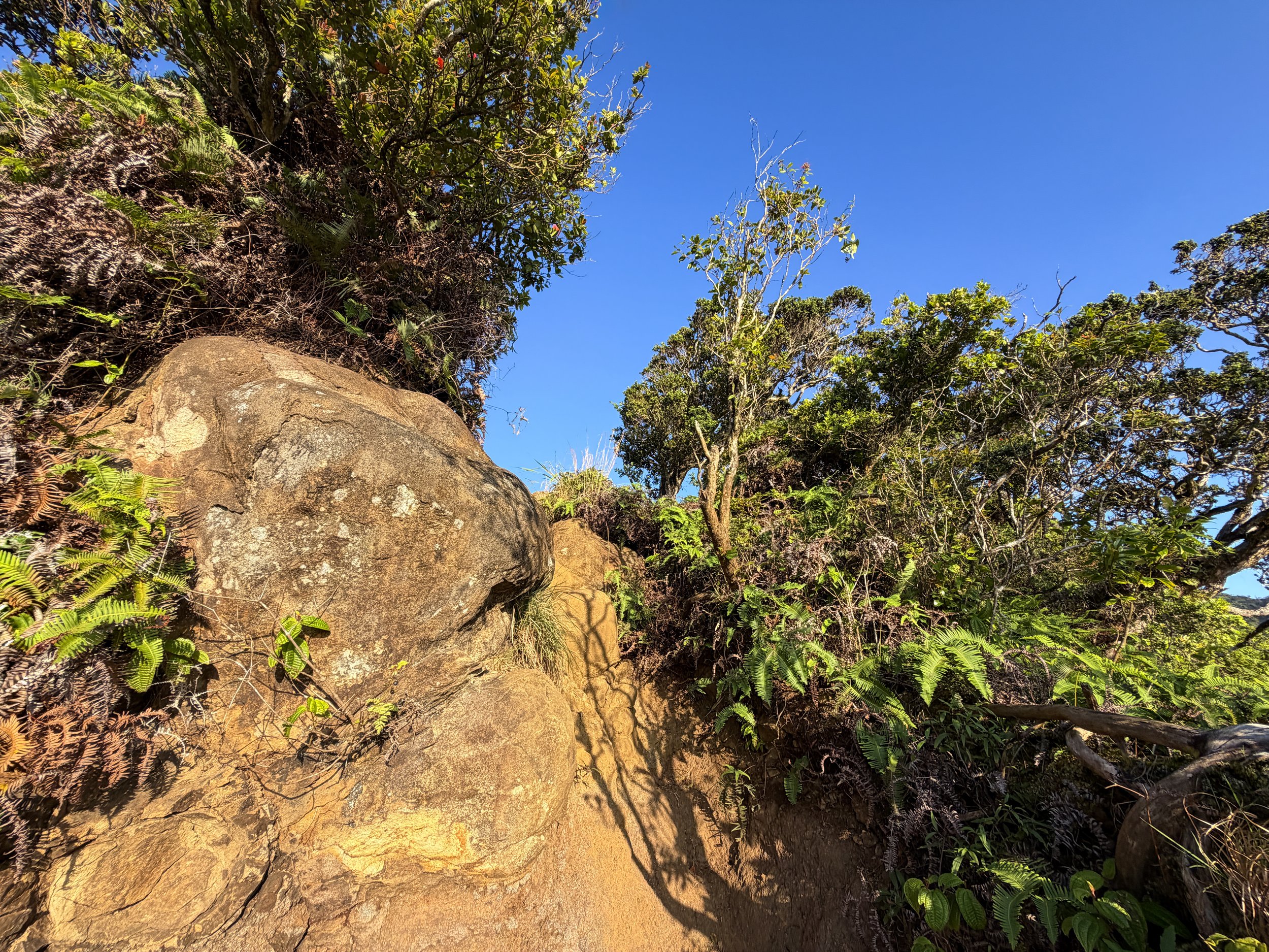Back Way to Stairway to Heaven Moanalua Middle Ridge Hike Oahu Hawaii