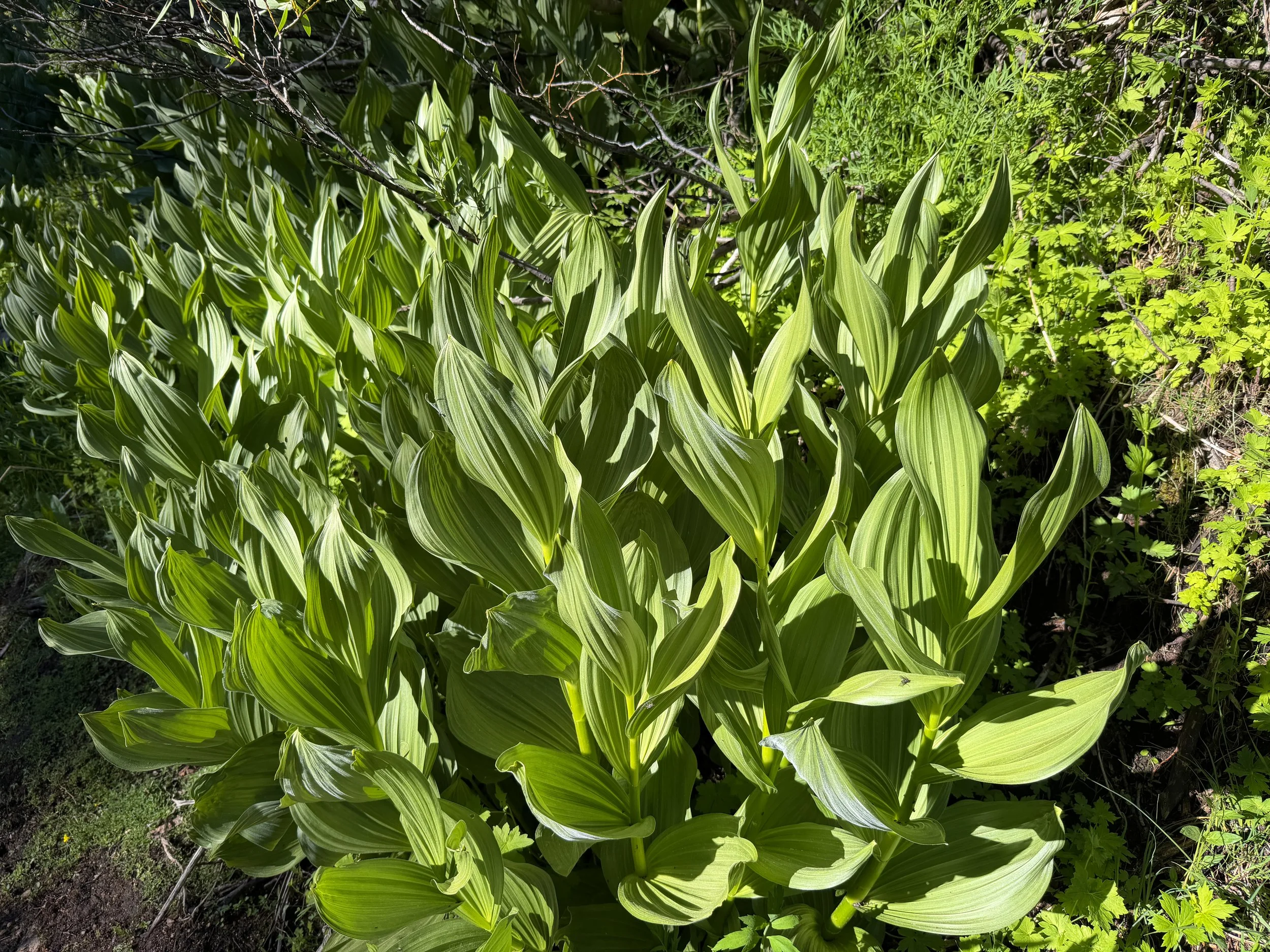 California Corn Lily Veratrum californicum