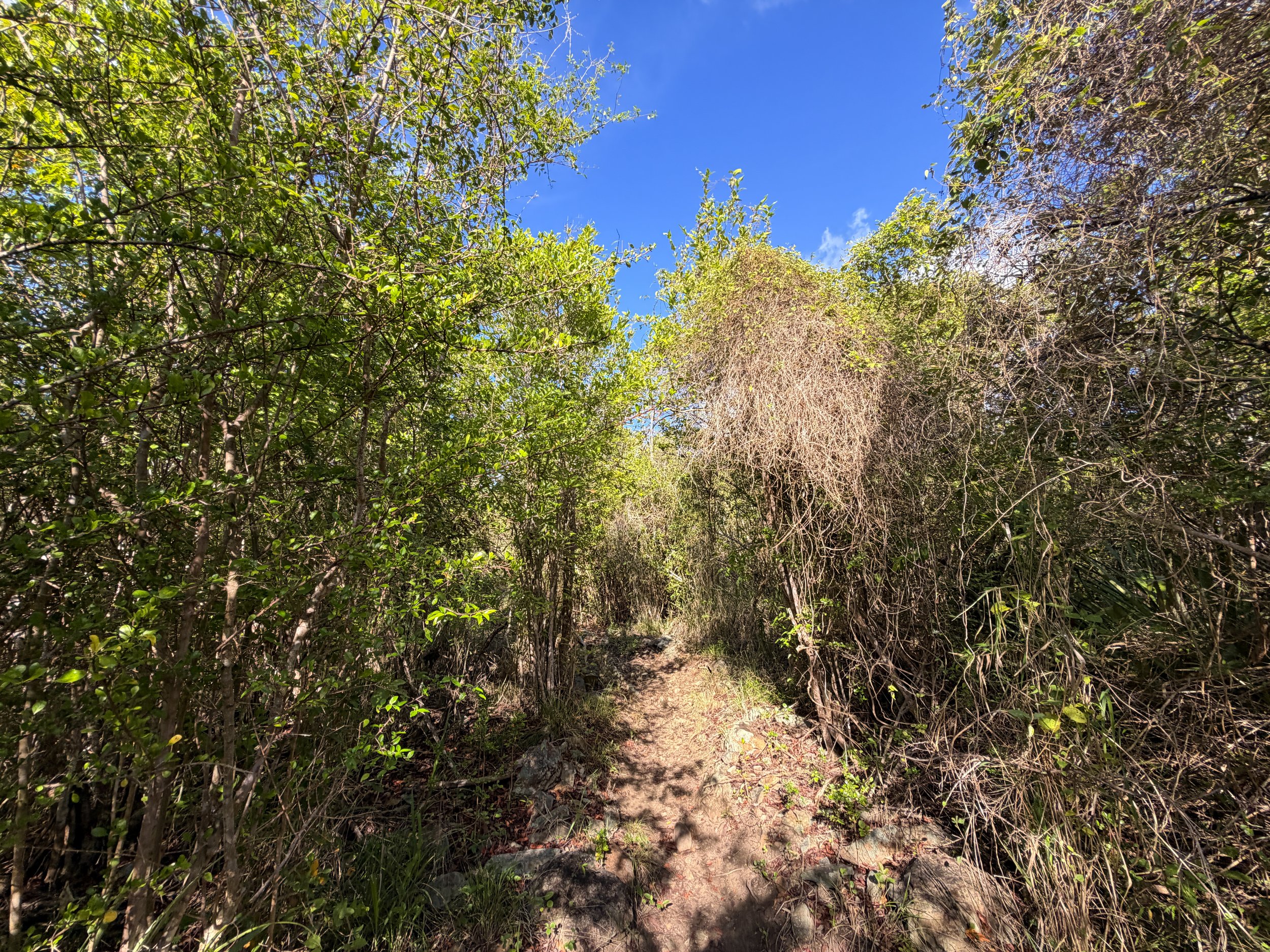 Caneel Hill Spur Trail Virgin Islands National Park