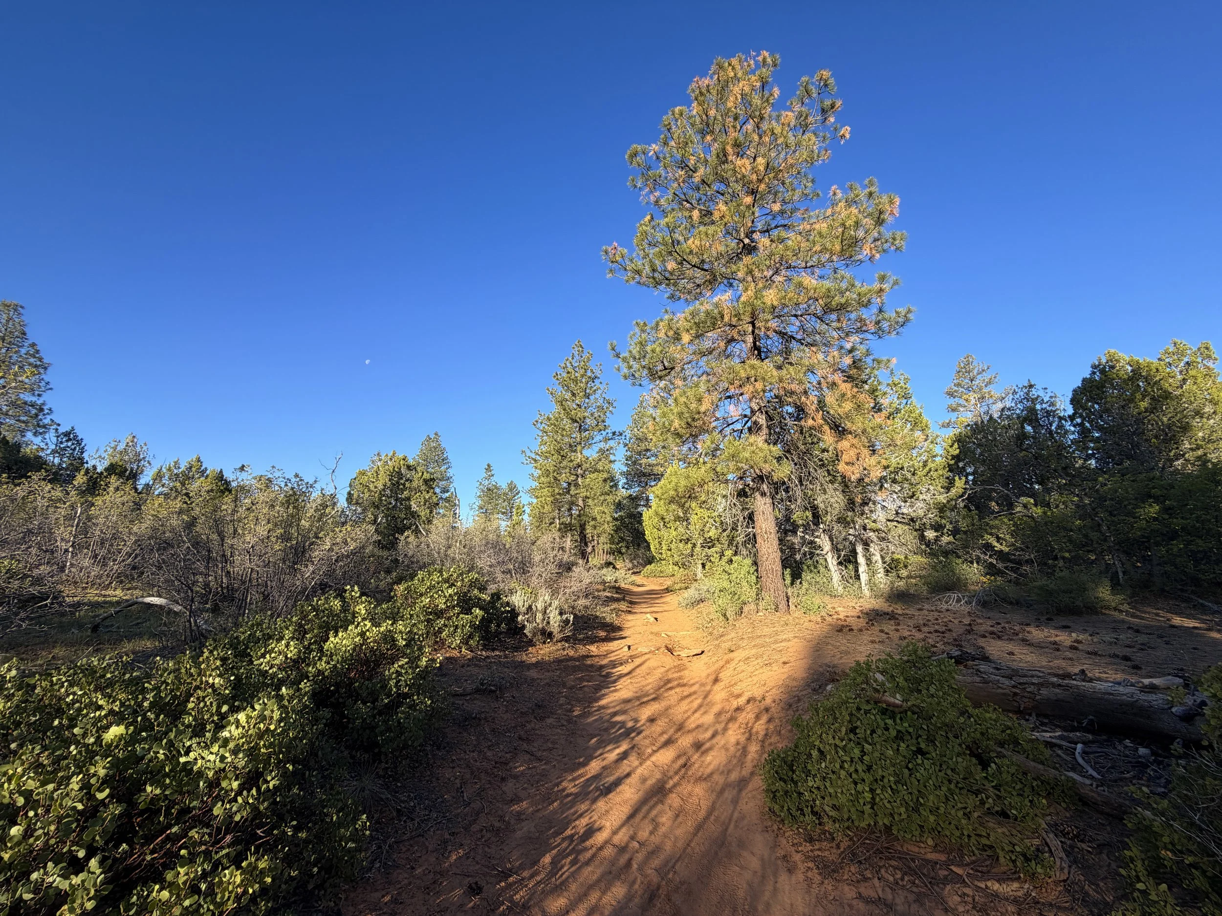 East Mesa Trail to Observation Point Zion National Park Utah