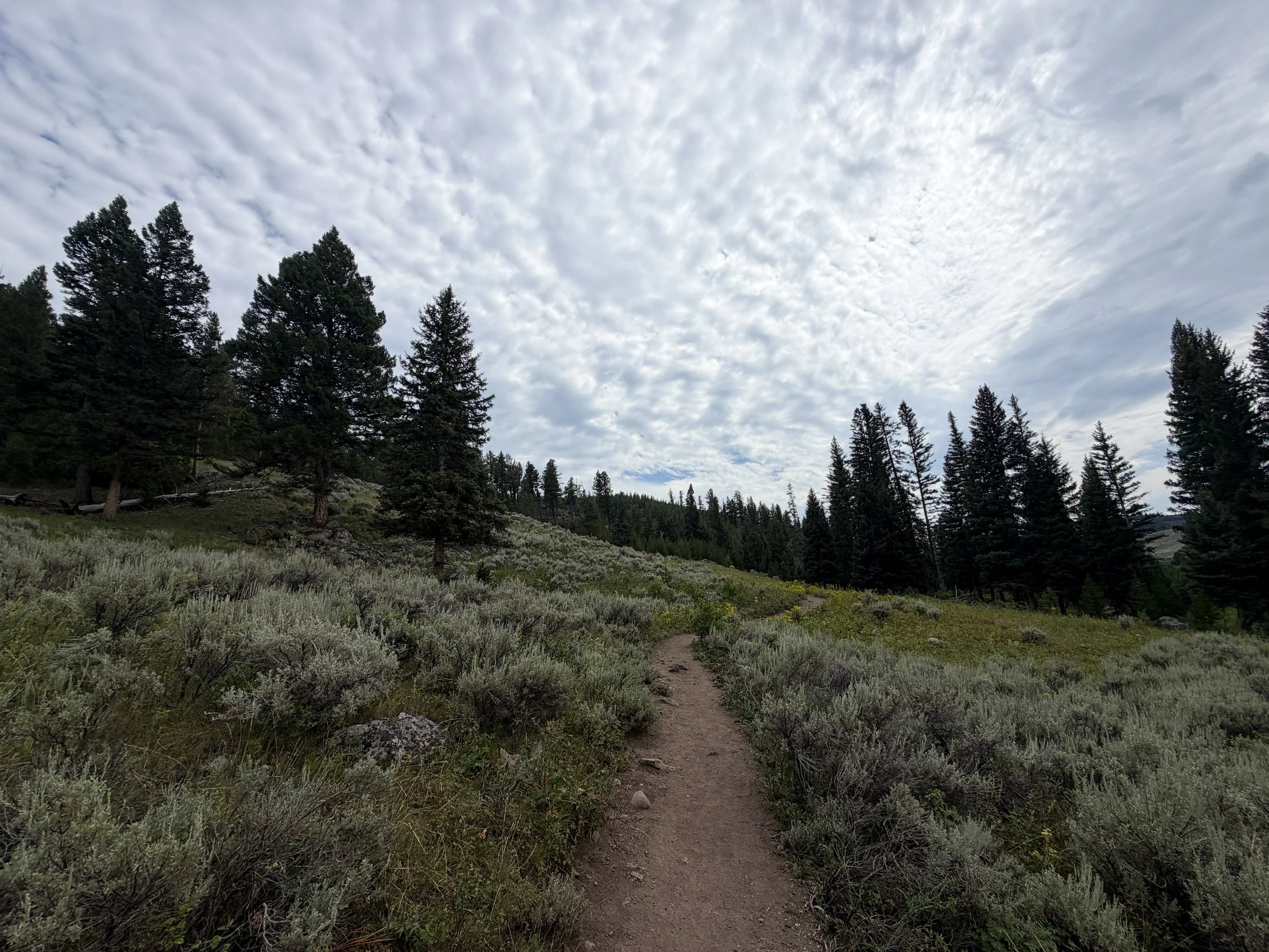Wraith Falls Trail Yellowstone National Park Wyoming