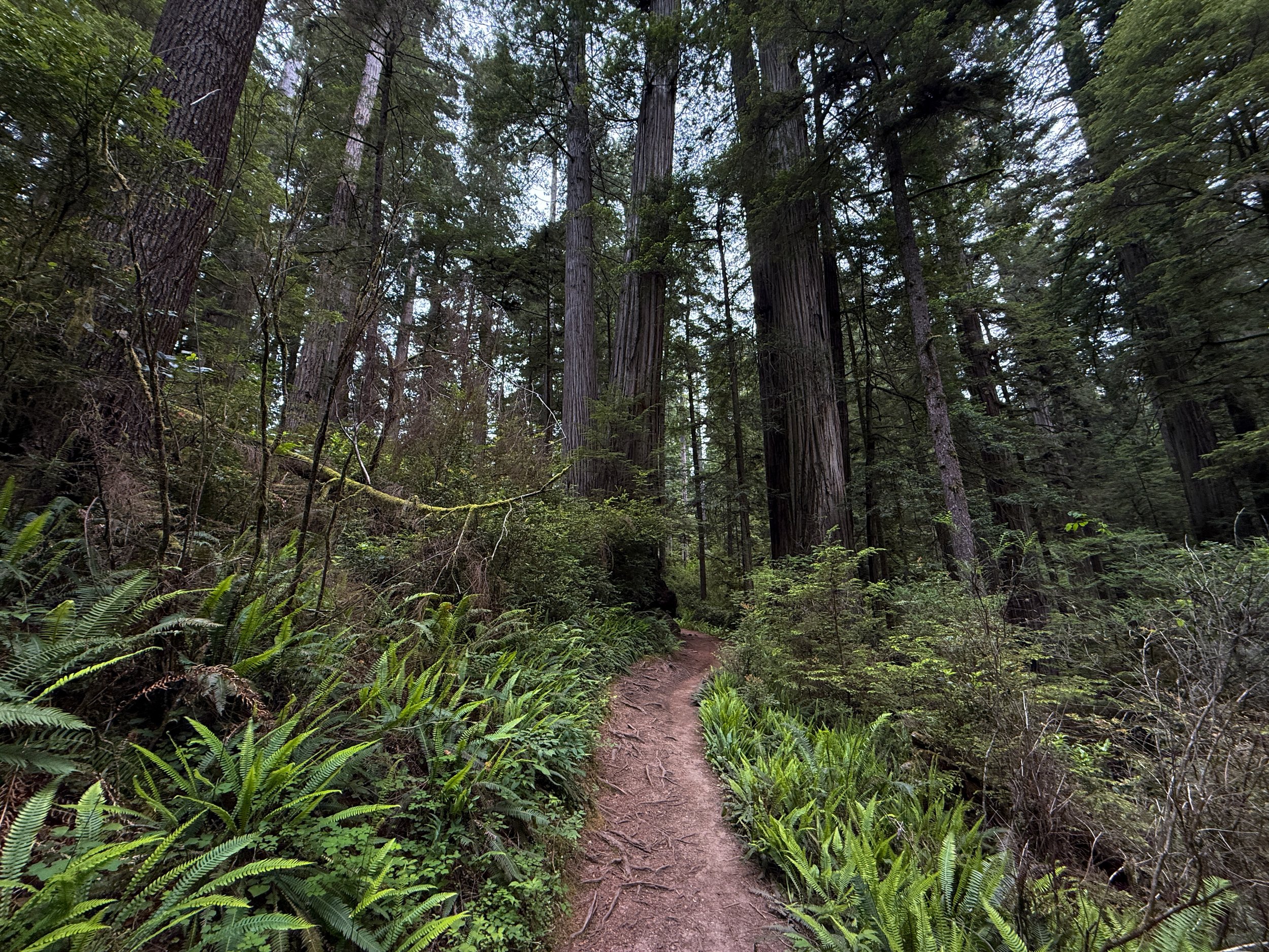 Boy Scout Tree Trail Jedediah Smith Redwoods State Park California
