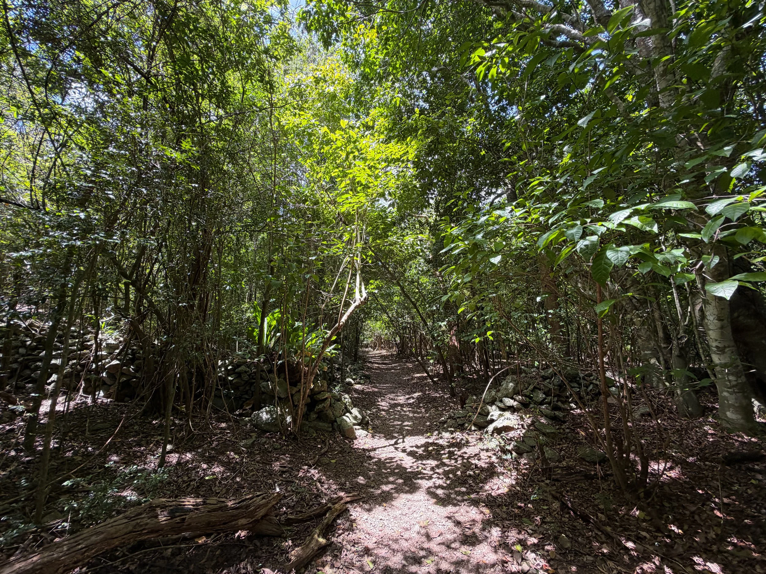 Reef Bay Trail Virgin Islands National Park