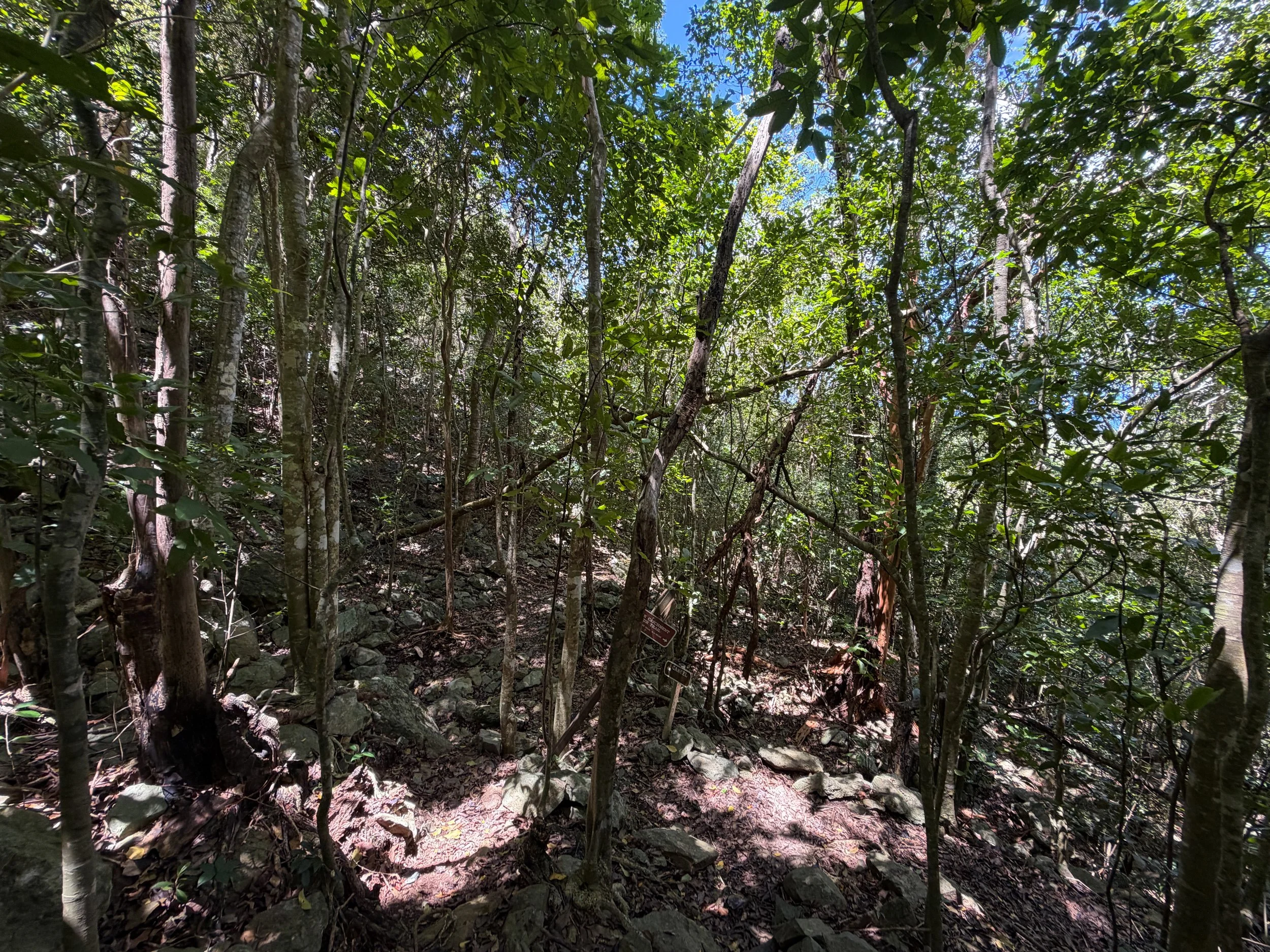Caneel Hill Trail Virgin Islands National Park