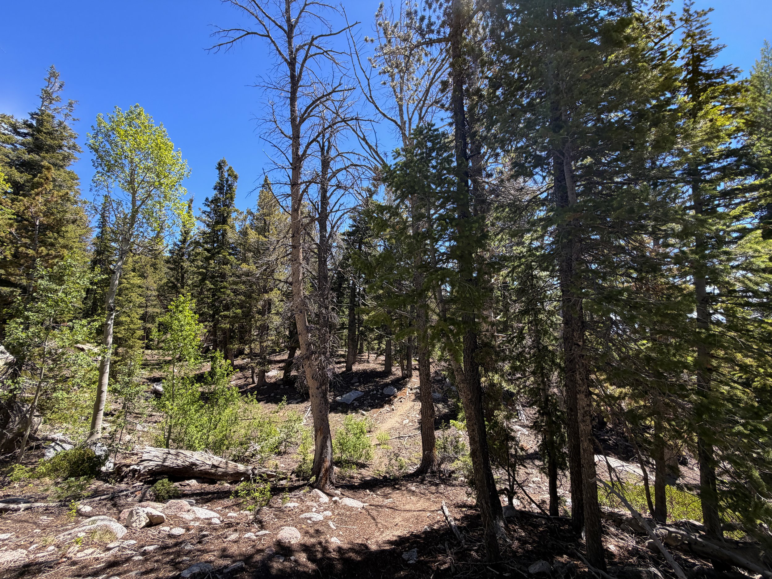 Dead Lake Trail Great Basin National Park Nevada