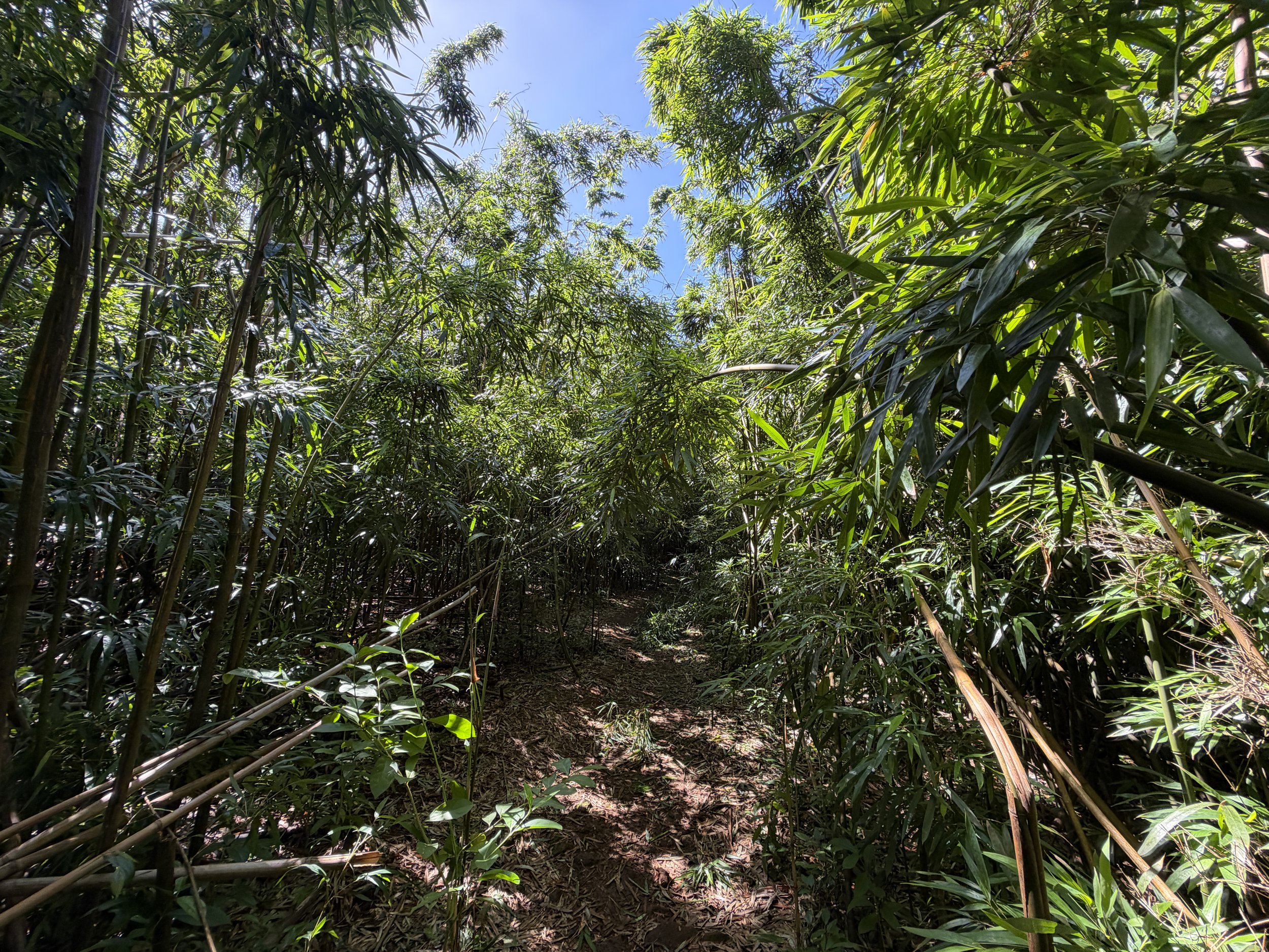 Lulumahu Falls Trail Oahu Hawaii